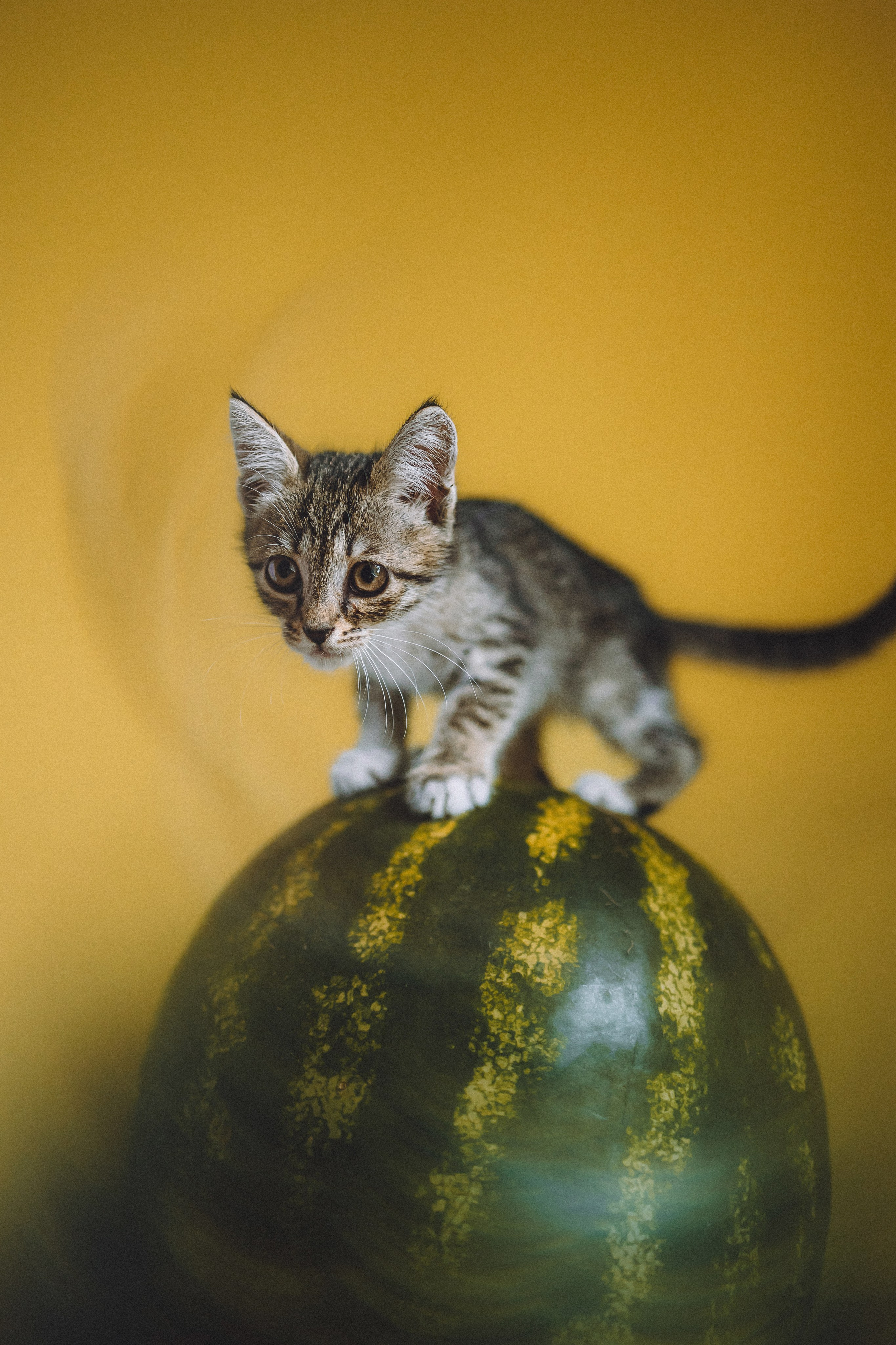 Сирена и арбуз