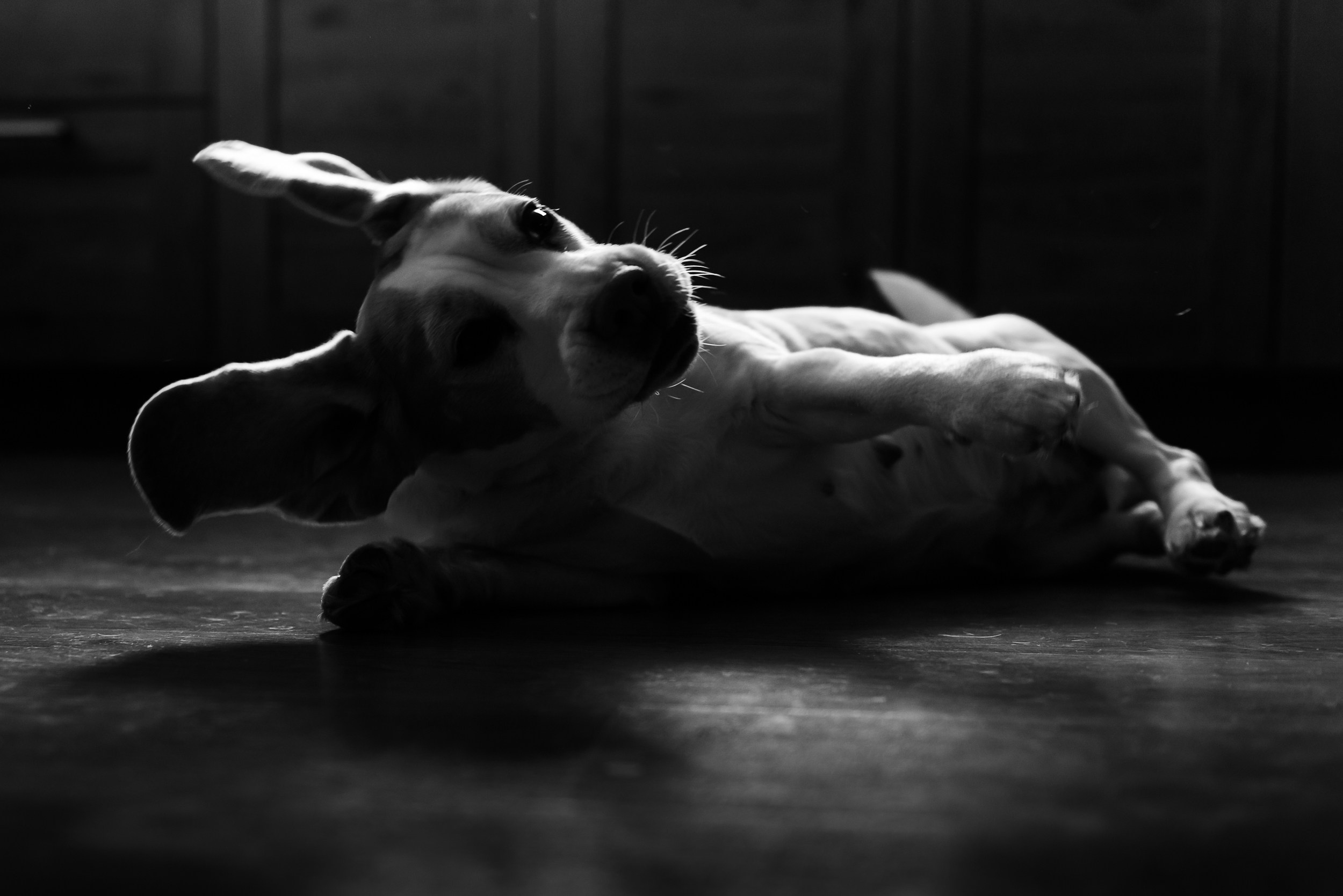 Оля, бигли и семья. Семейный Фотограф в Москве Ирина Хохлова