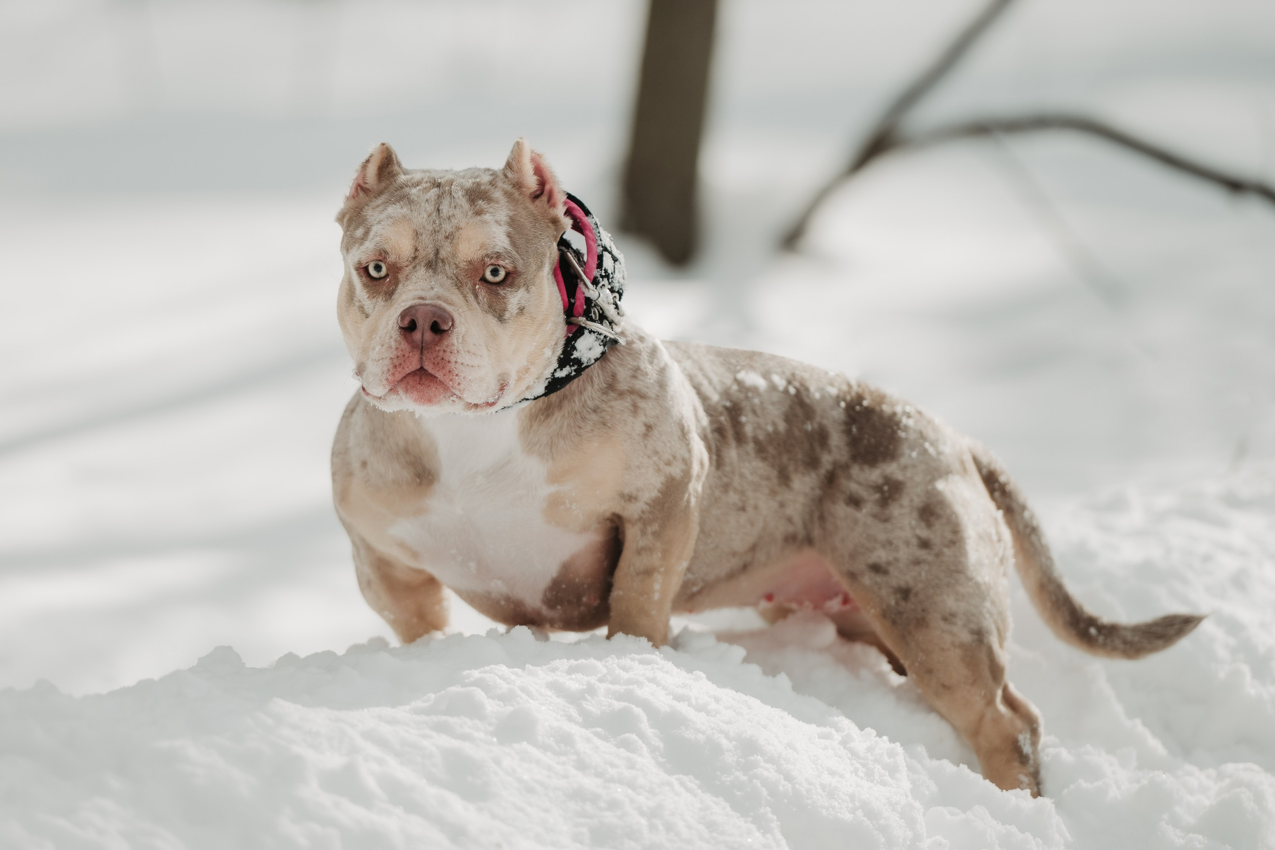 Зимняя LOVE STORY Вики, Артёма и Булочки. Семейный Фотограф в Москве Ирина Хохлова