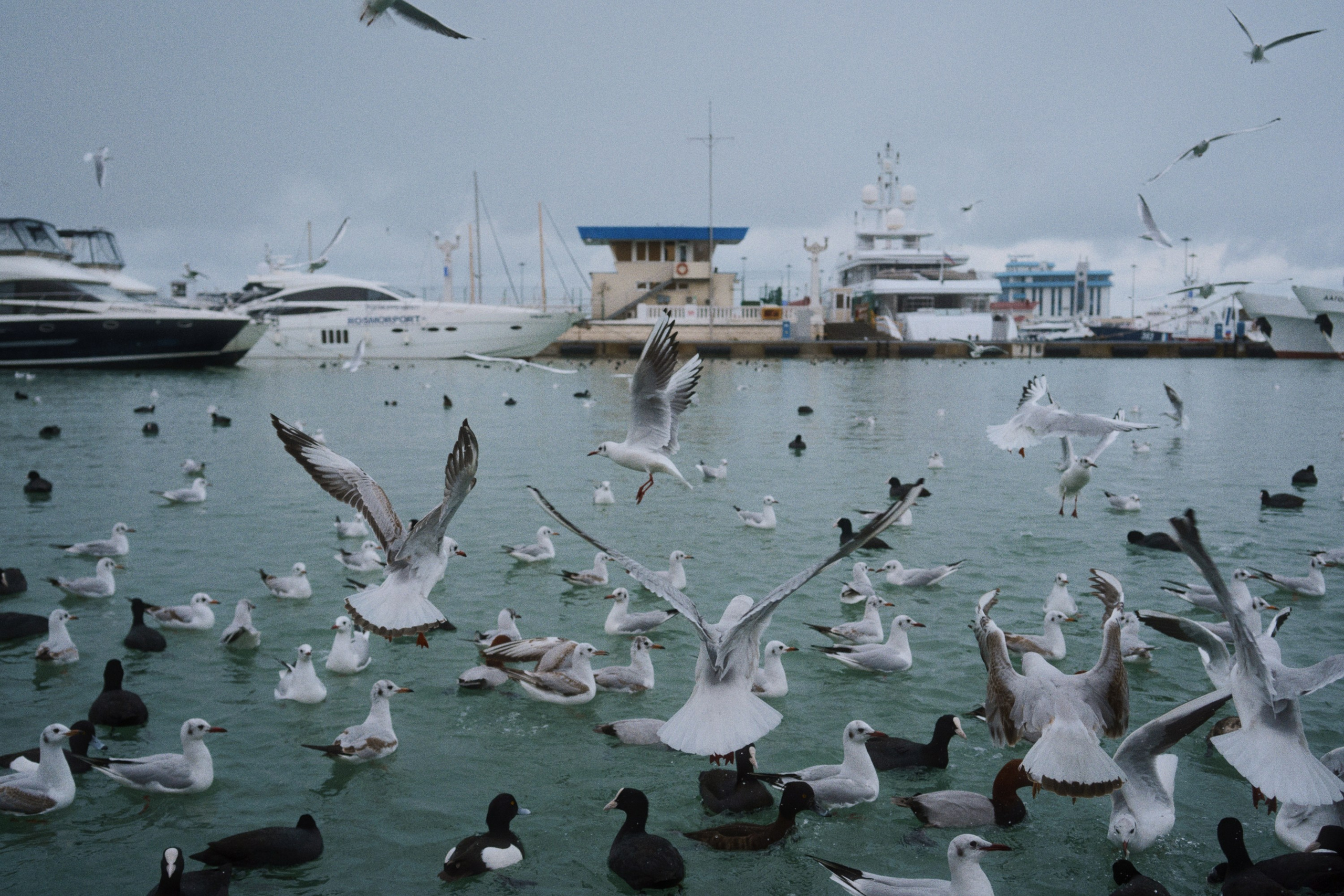 Sochi port (morskaya). Фотограф Юрин Евгений