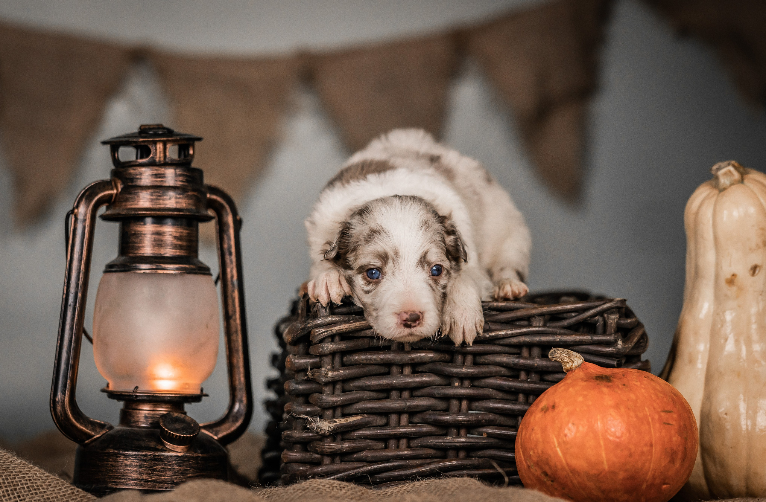 Фритсвит. Семейный фотограф Ефремова Виктория