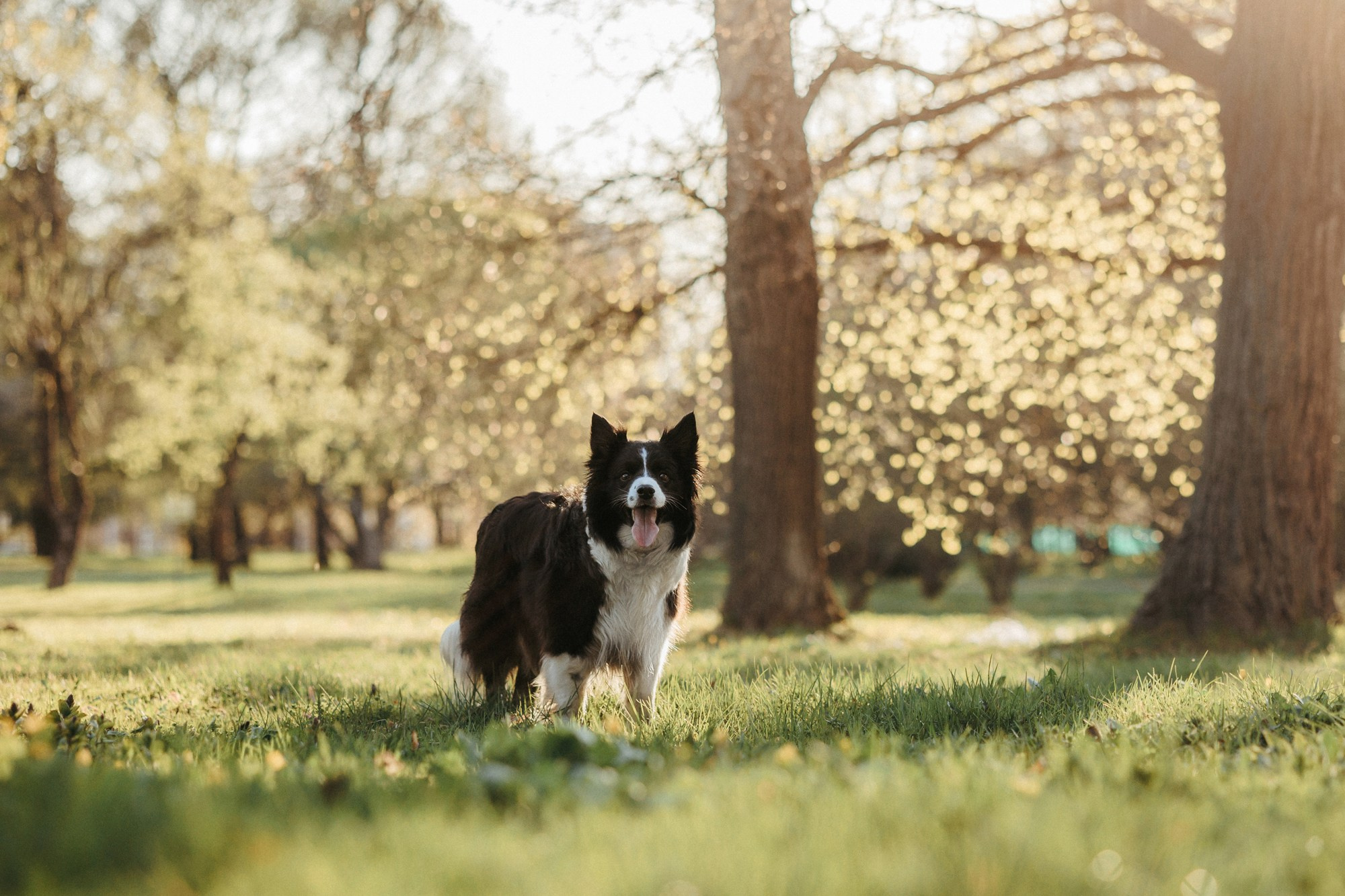 Аня и Иден. Фотограф-анималист Елена Радченко, Москва