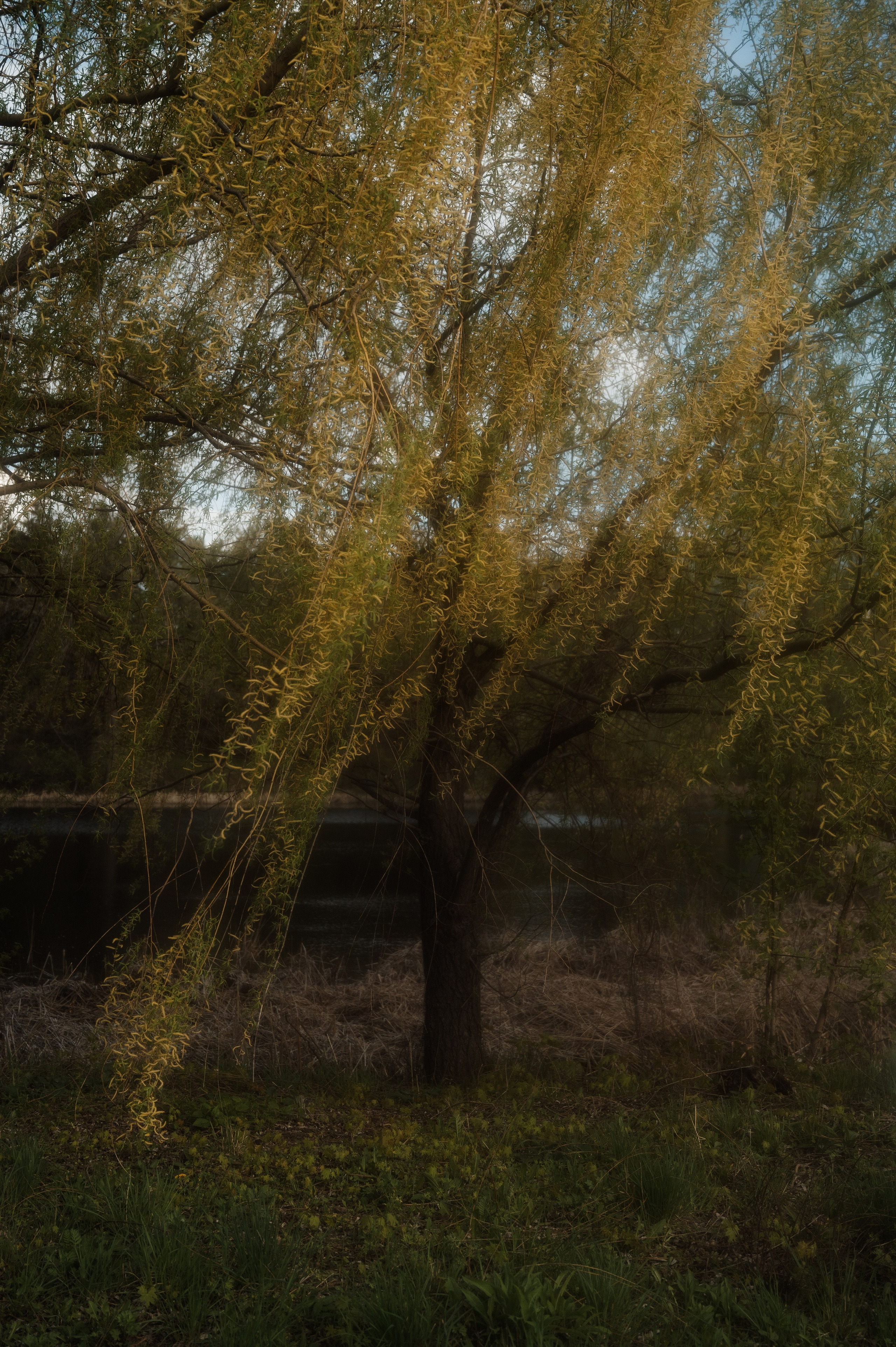 Цветущий сад. Семейный и свадебный фотограф в Самаре