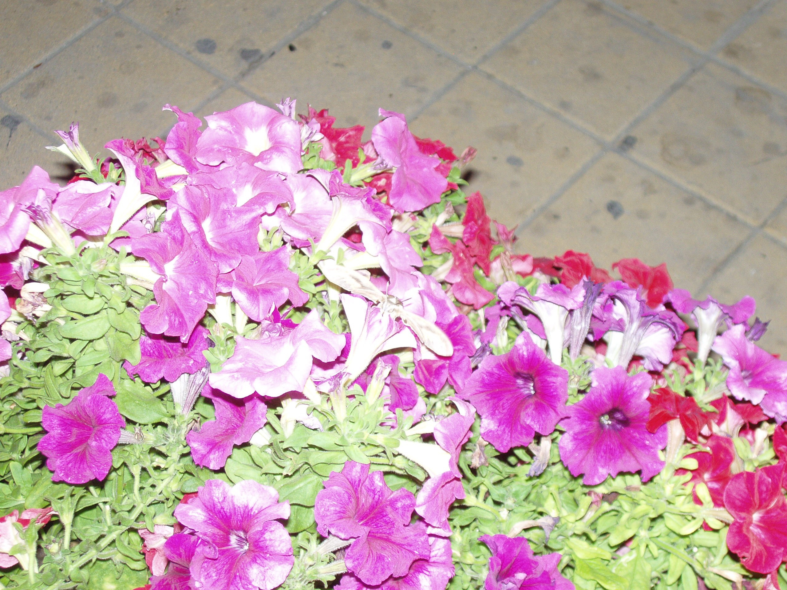 Отпуск Ольгинка. Семейный, Свадебный фотограф СПБ Питер— Романова Екатерина