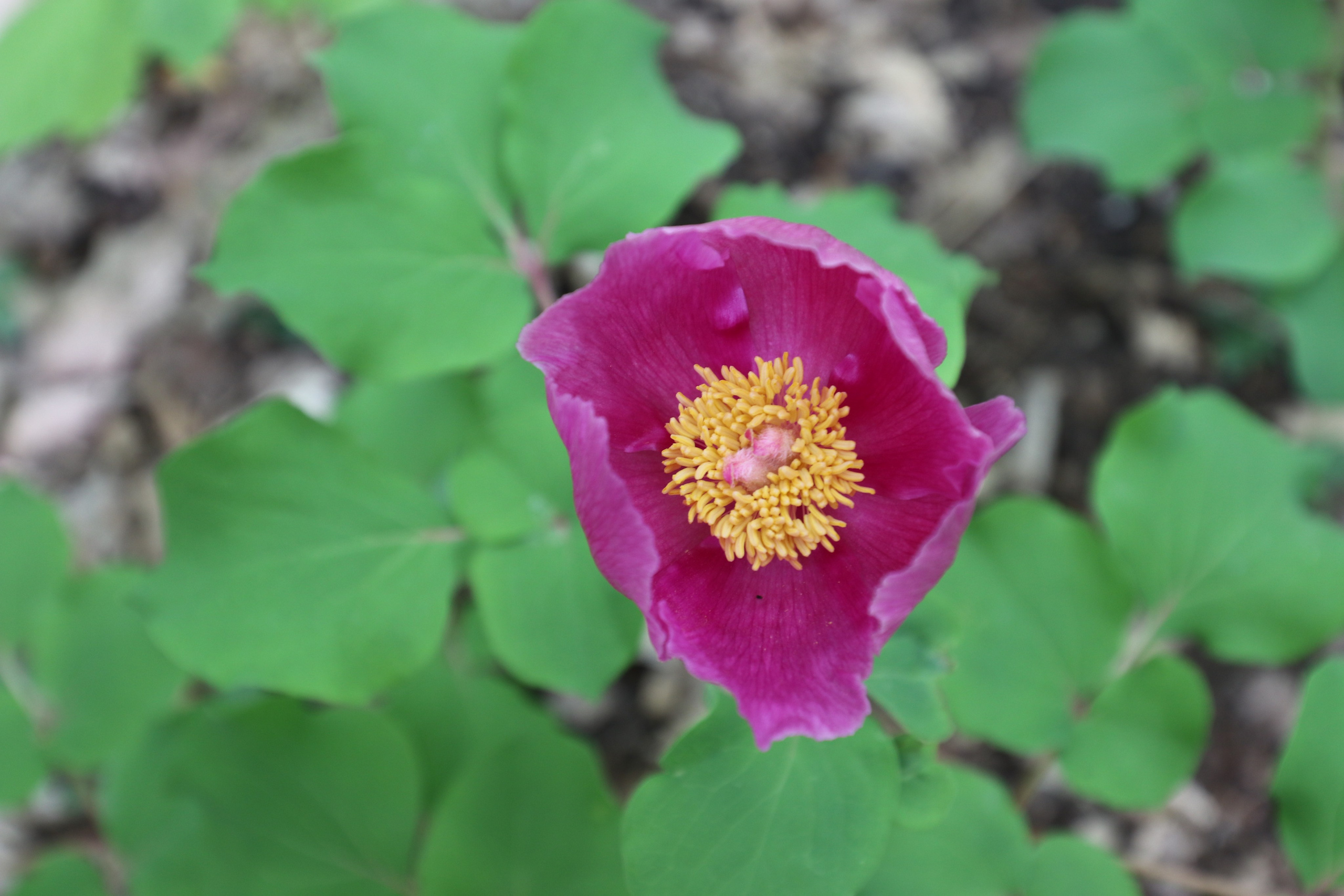 Крым. ЮБК (Бахчисарай, Демерджи, Судак). Первый скалолазный выезд. Май 2019. Путешественник-фотограф из Санкт-Петербурга Татьяна Свистулина