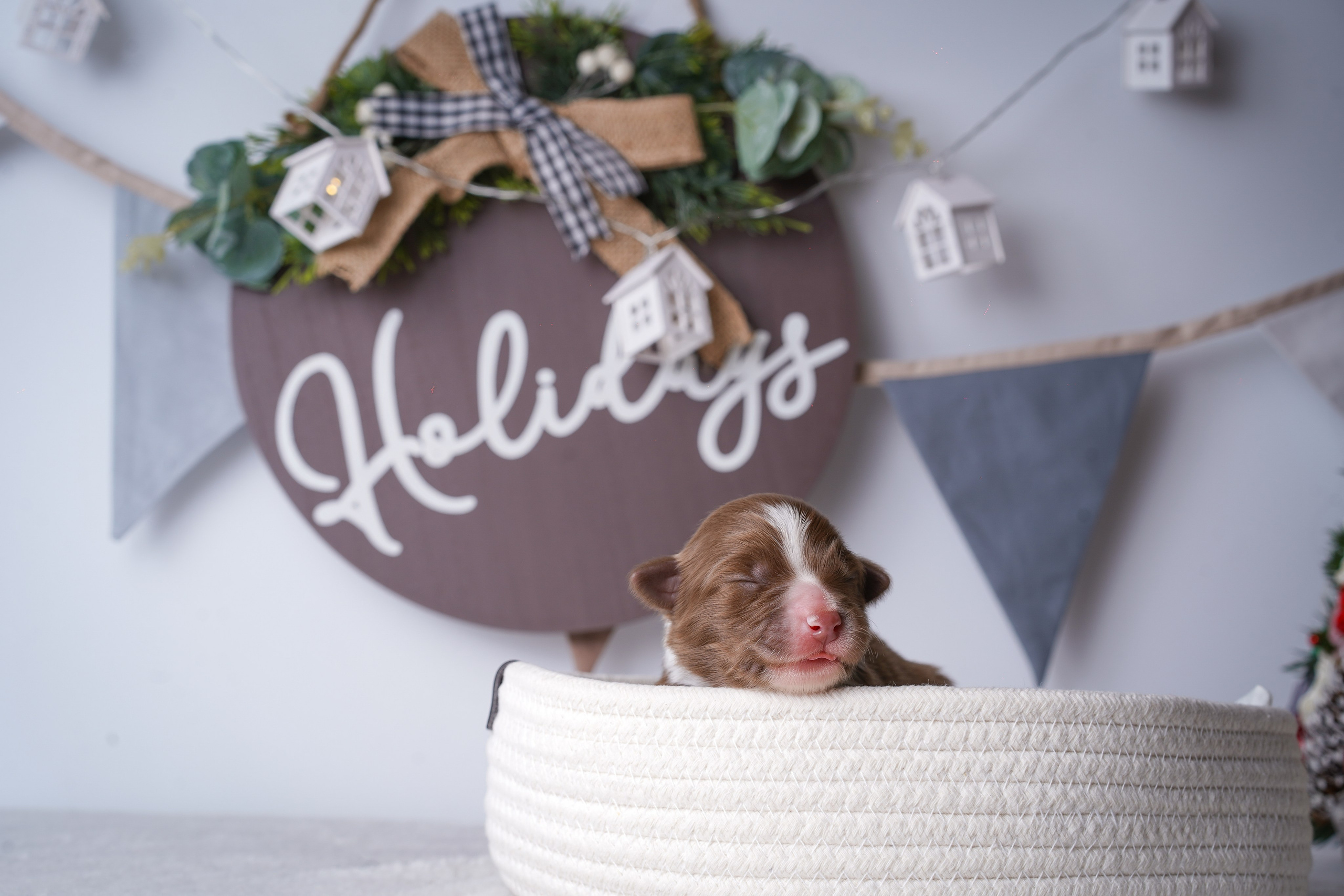 Щенули аусси. Фотограф-анималист в Санкт-Петербурге Яна Мартынова