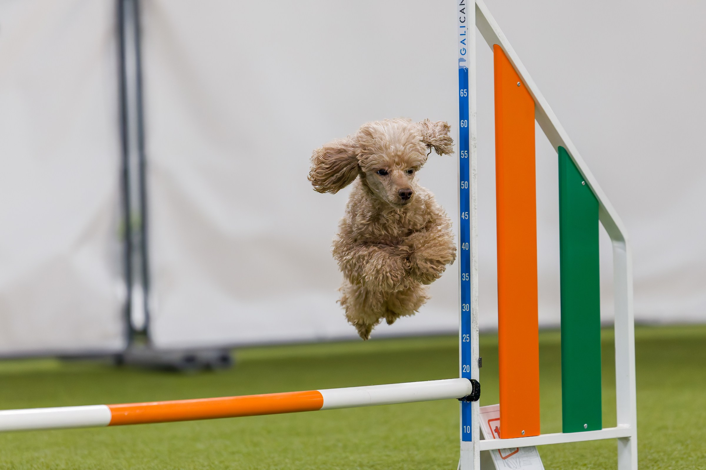 День рождения Пёсбурга — февраль 2025. Irenephoto.ru