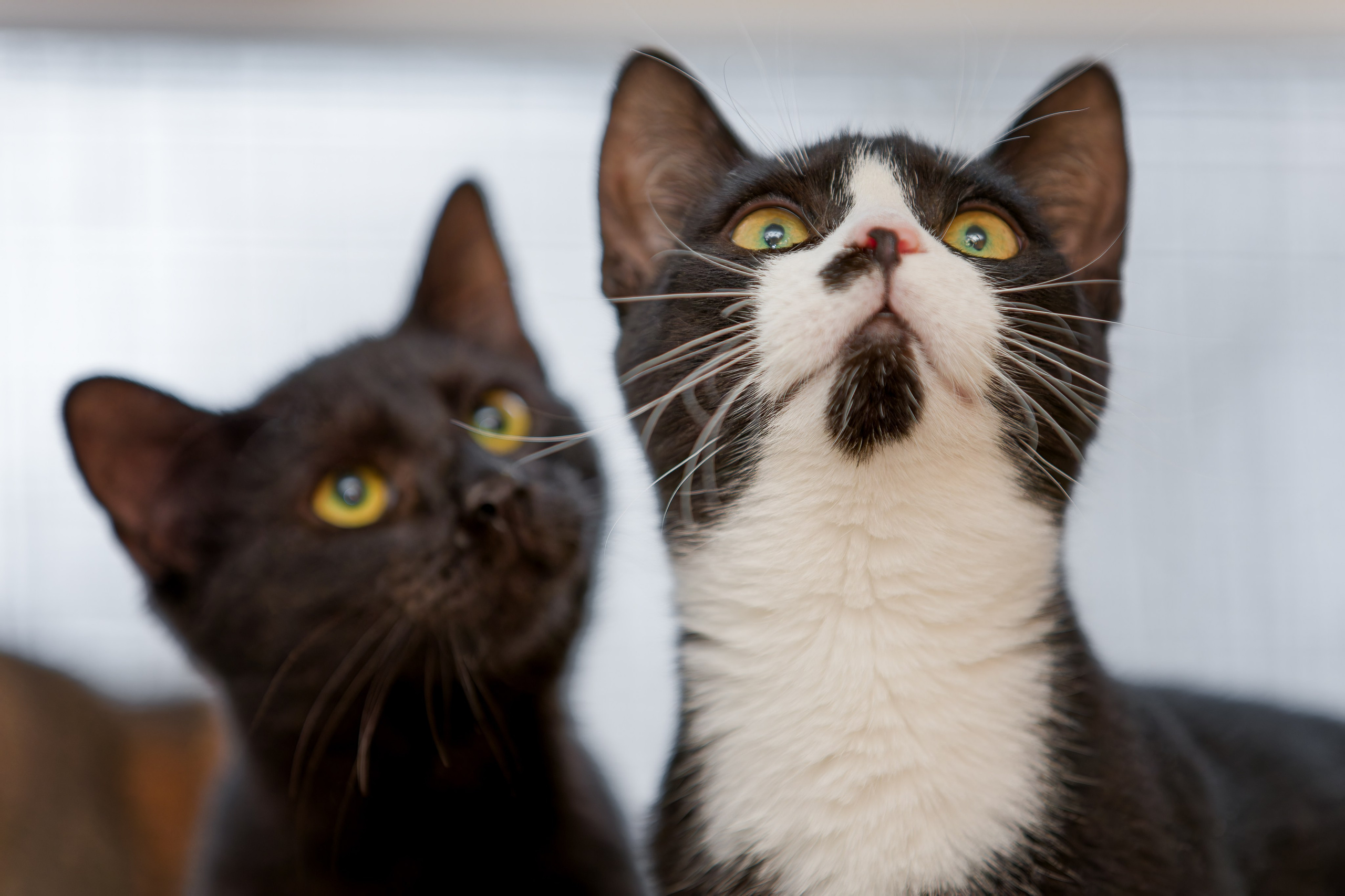 Кошки и котята в приютах. Irenephoto.ru