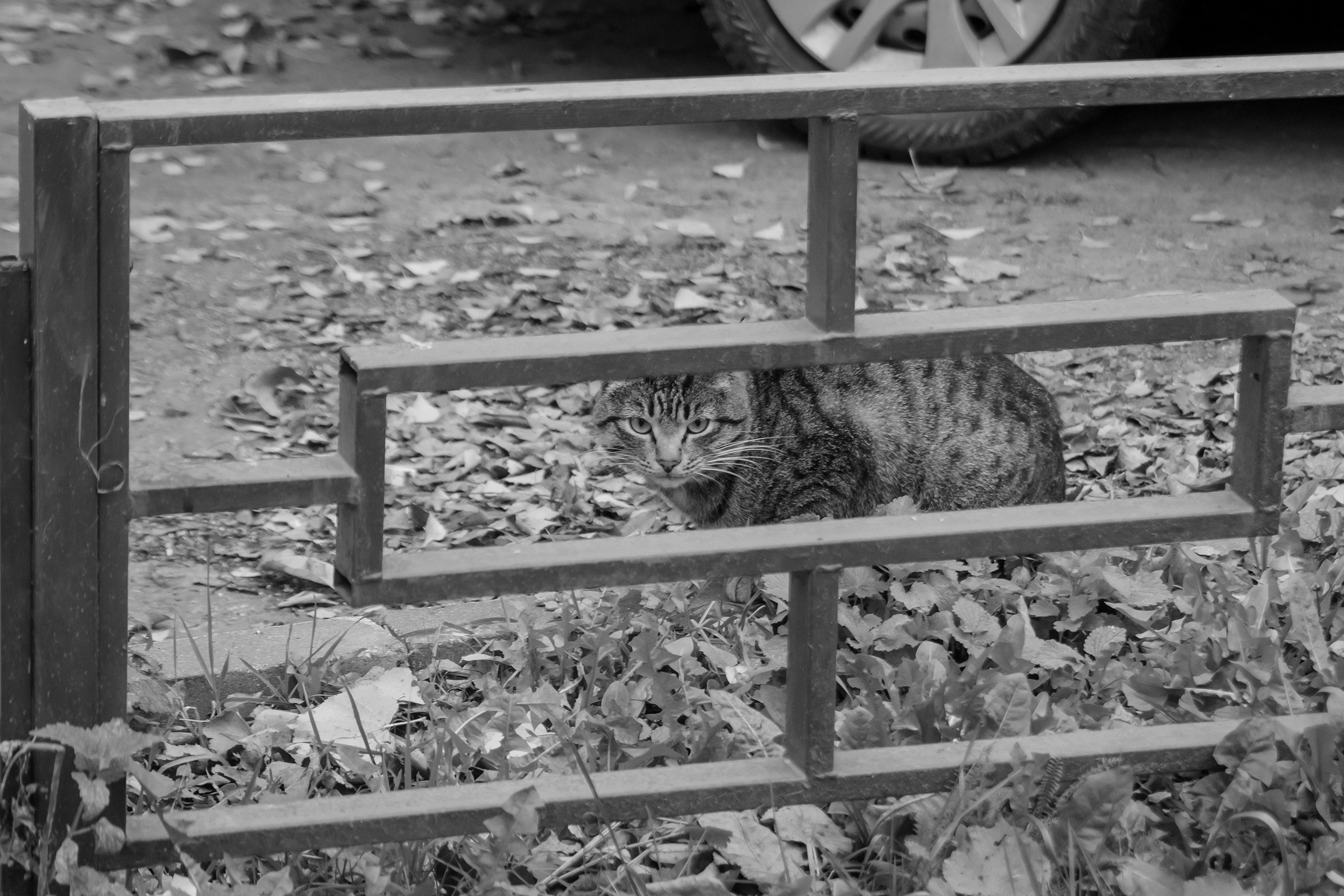 Свет проникает в сердце. Аmat Victoria Сuram