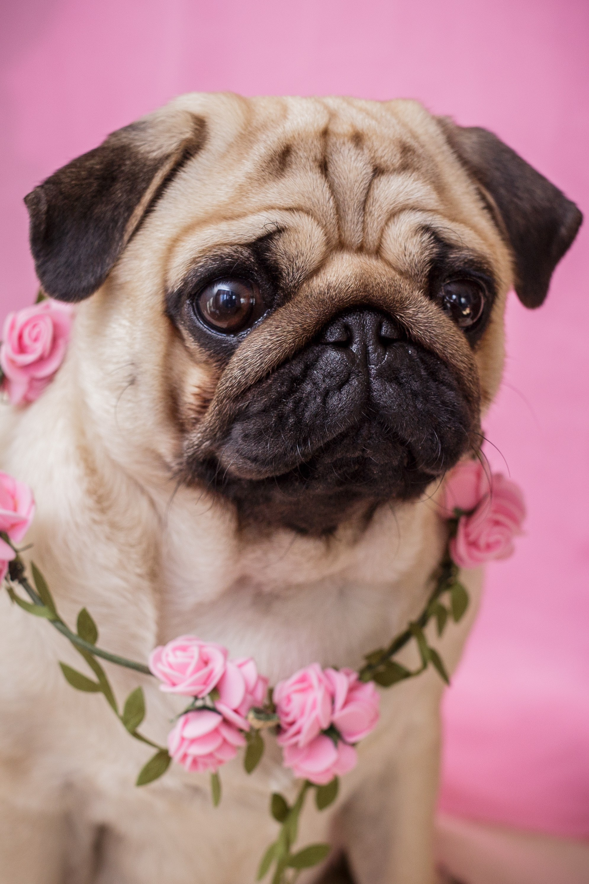 Собаки, кошки и др. животные. Семейный фотограф в Екатеринбурге