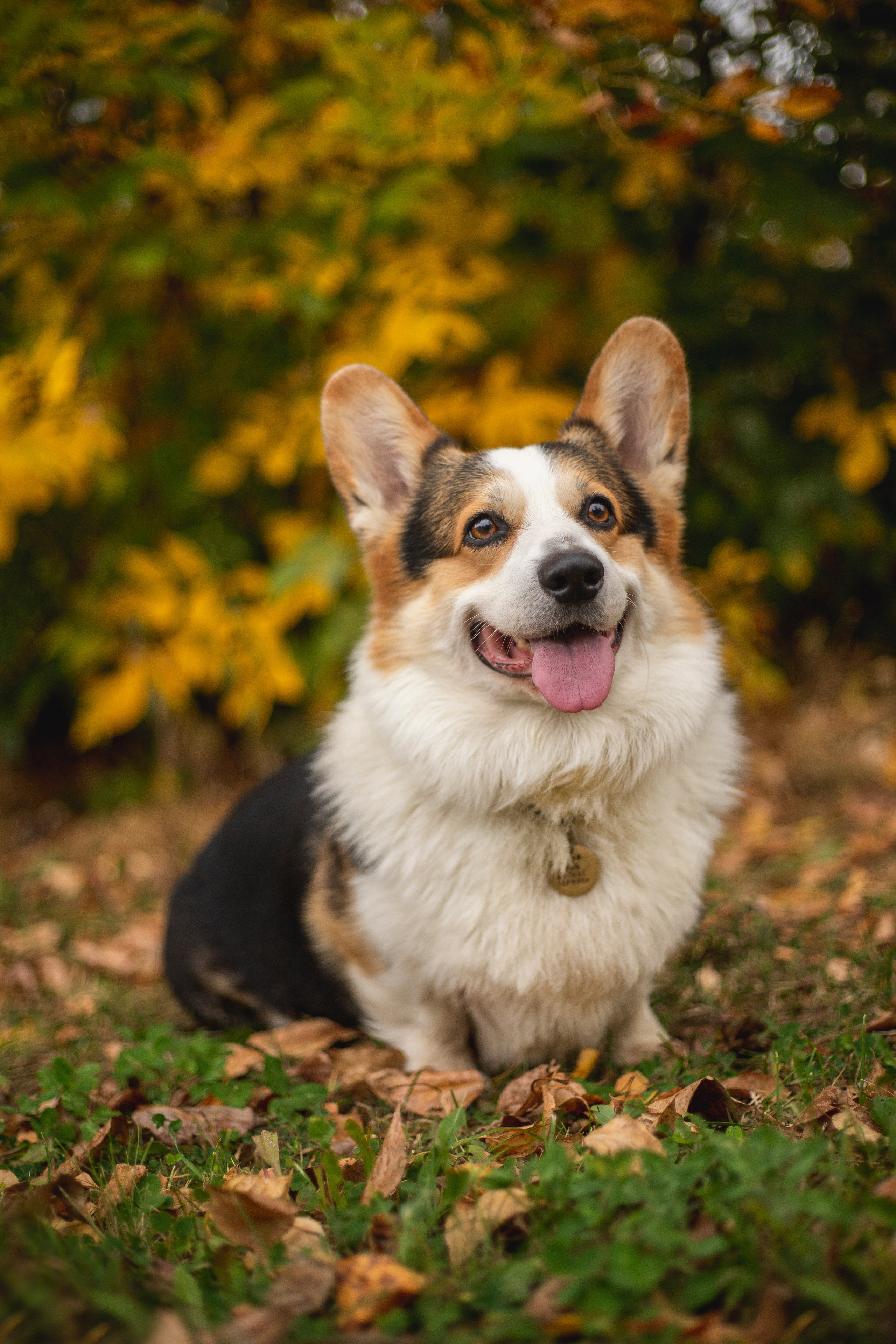 фотограф анималист тула, фотограф собак тула