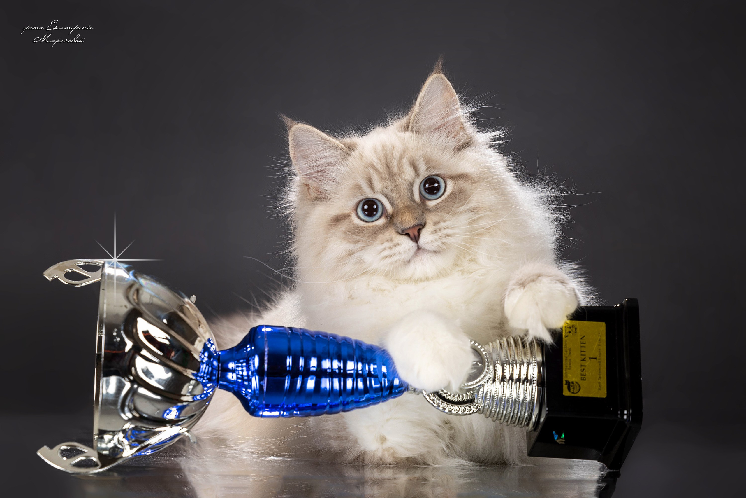 Стендовая съёмка на выставках кошек. Фотограф-анималист в Омске Екатерина Маричева