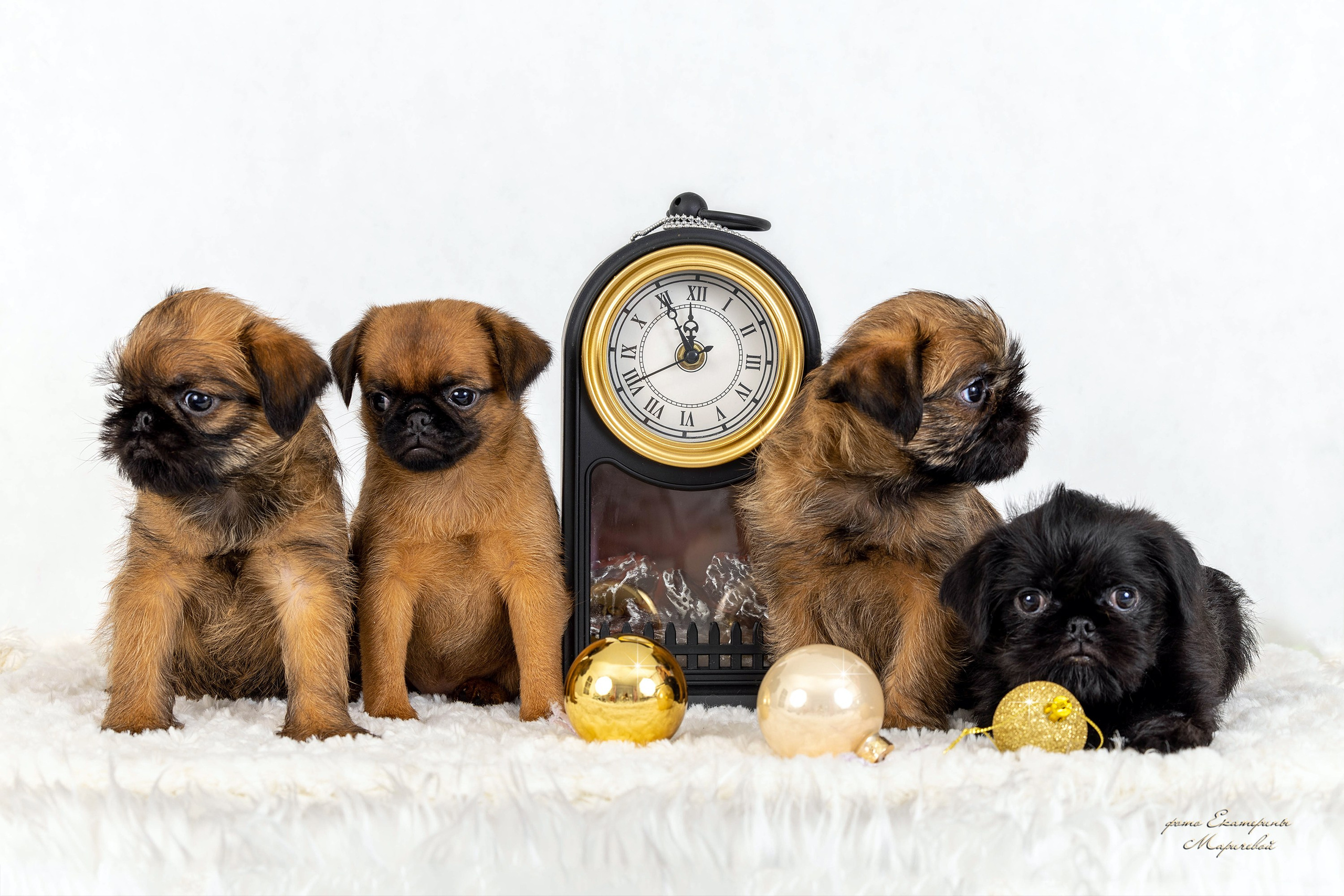 Фоны чёрный, белый, серый. Фотограф-анималист в Омске Екатерина Маричева