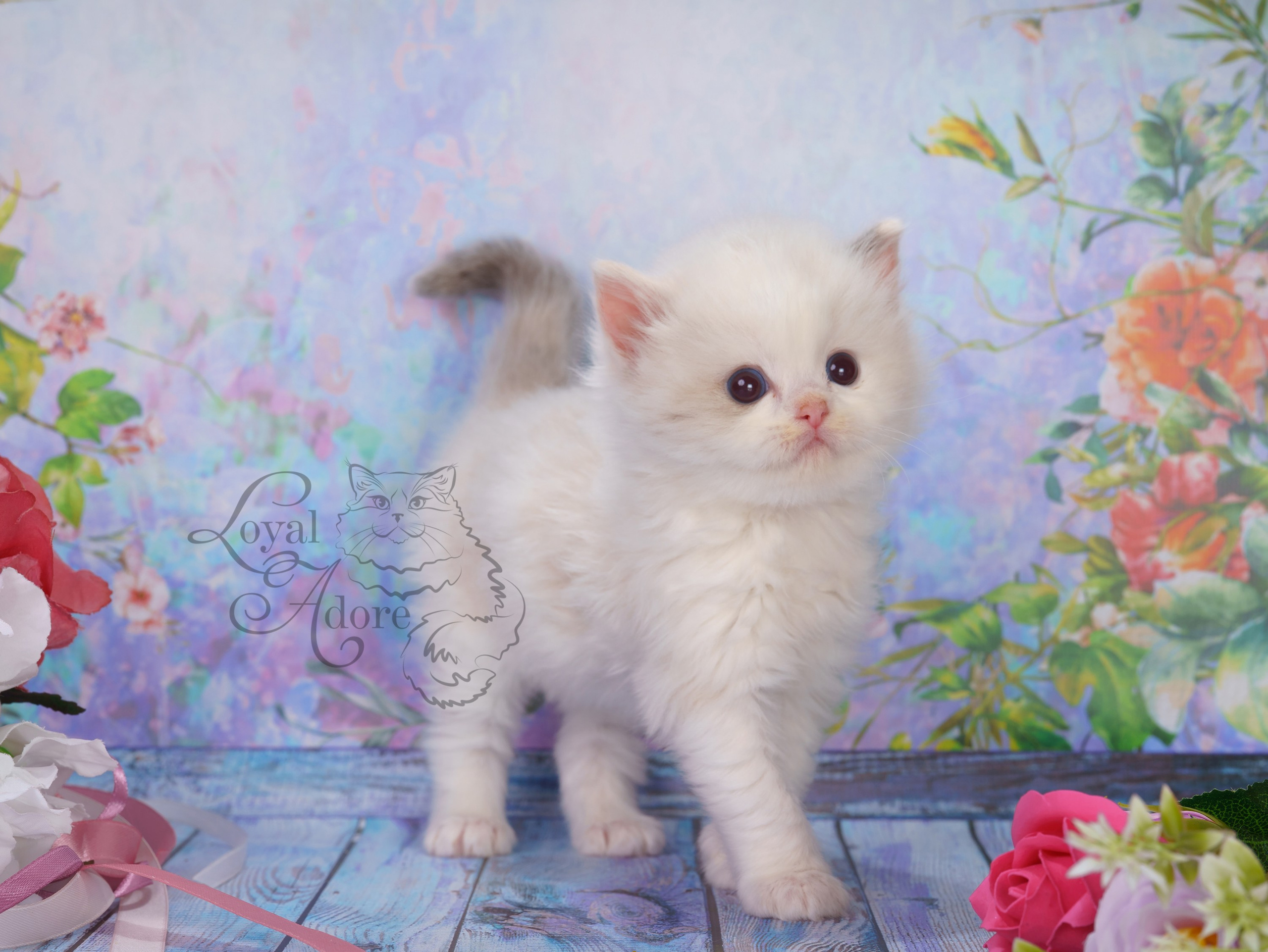 Котята рэгдолл от Loyal Adore. Питомник рэгдолл Loyal Adore