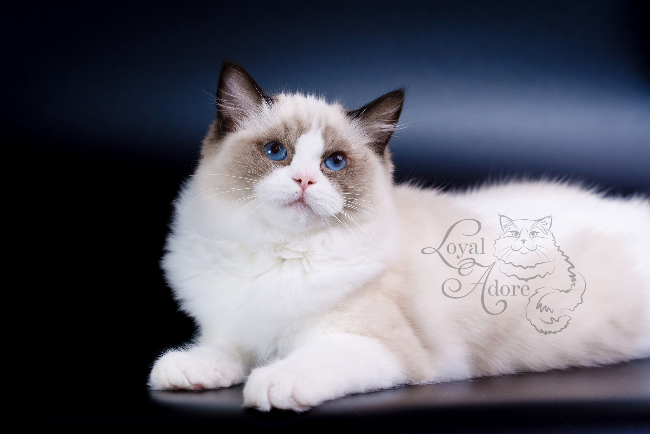 Документы производителей Loyal Adore. Питомник рэгдолл Loyal Adore