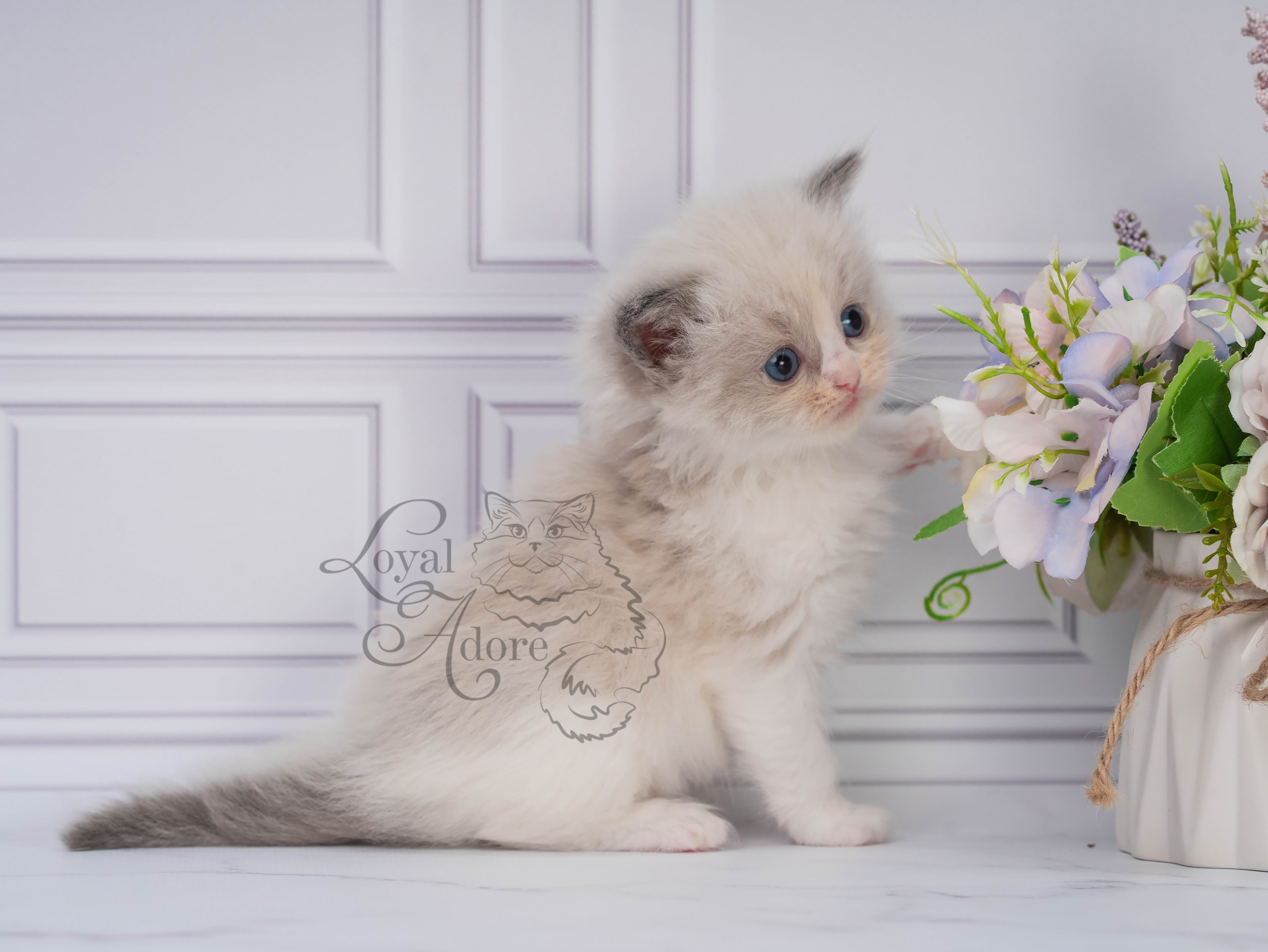 Котята рэгдолл от Loyal Adore. Питомник рэгдолл Loyal Adore