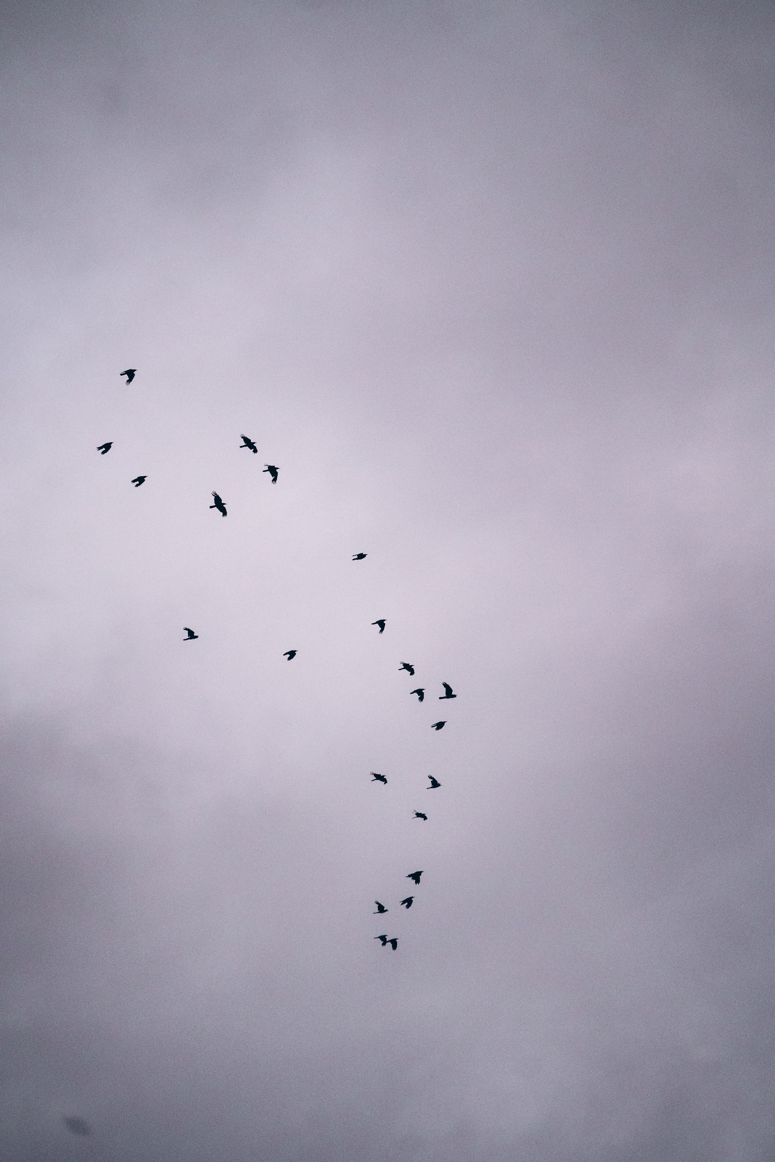 Соня и Кора. Фотограф анималист в Москве и Санкт-Петербурге Свиридова Анна