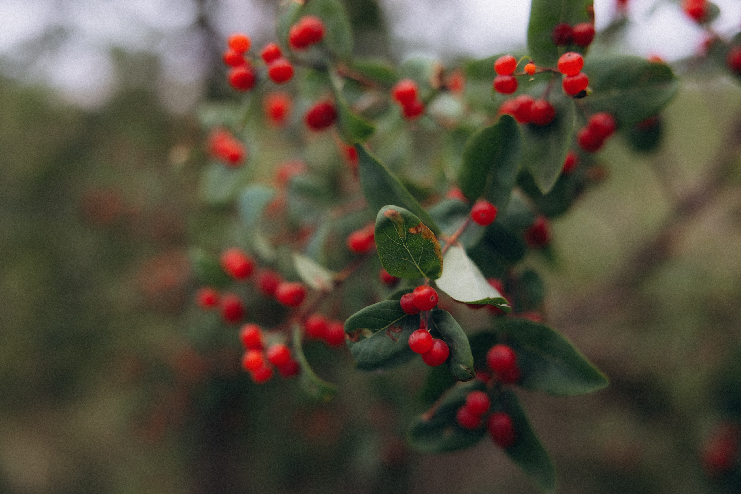 Аня + Паша. Алена Бадамшина — свадебный фотограф Воронеж / Москва