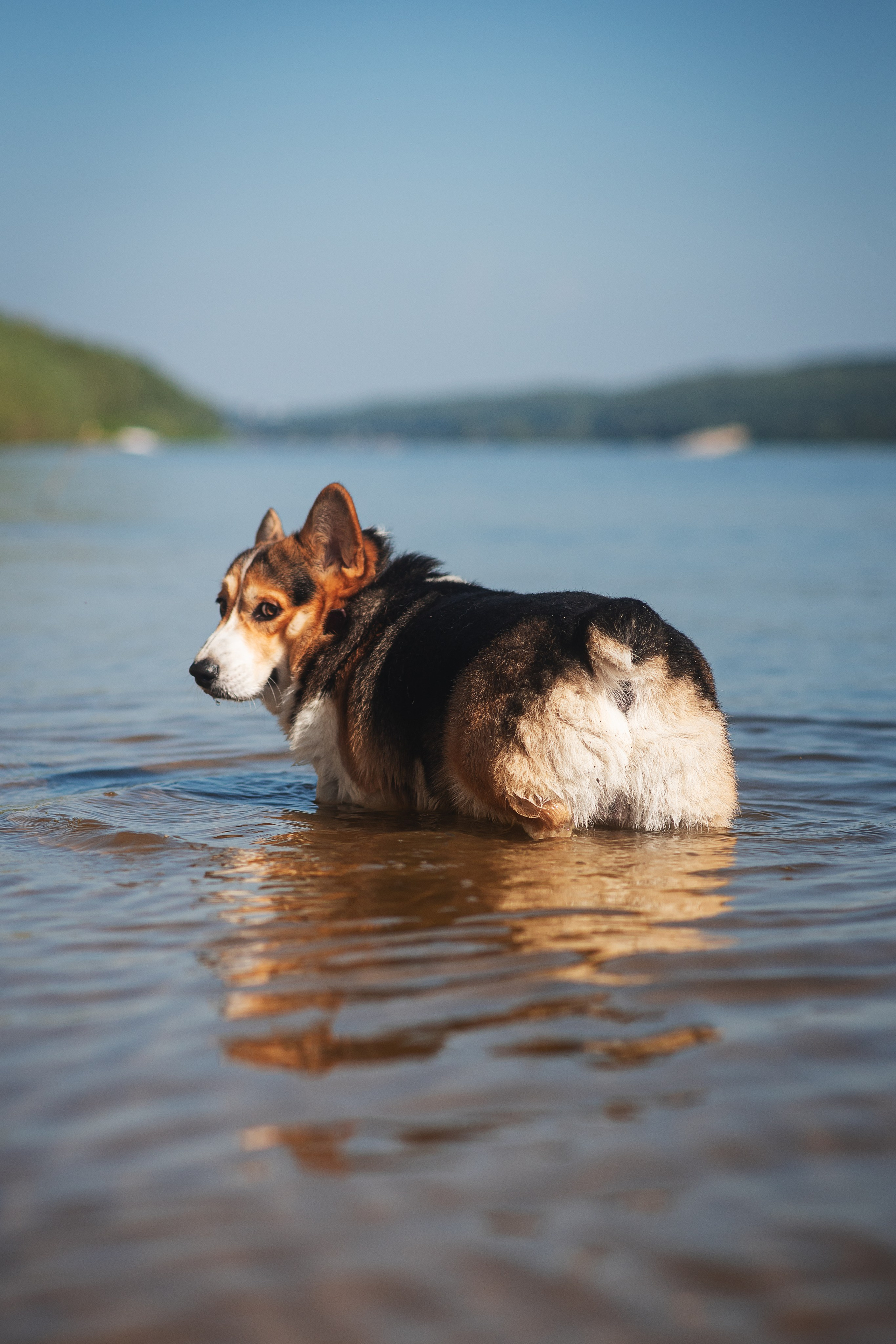 Майк и Лея — 29.08.2024. Фотограф — Анималист | Анна Абрамова