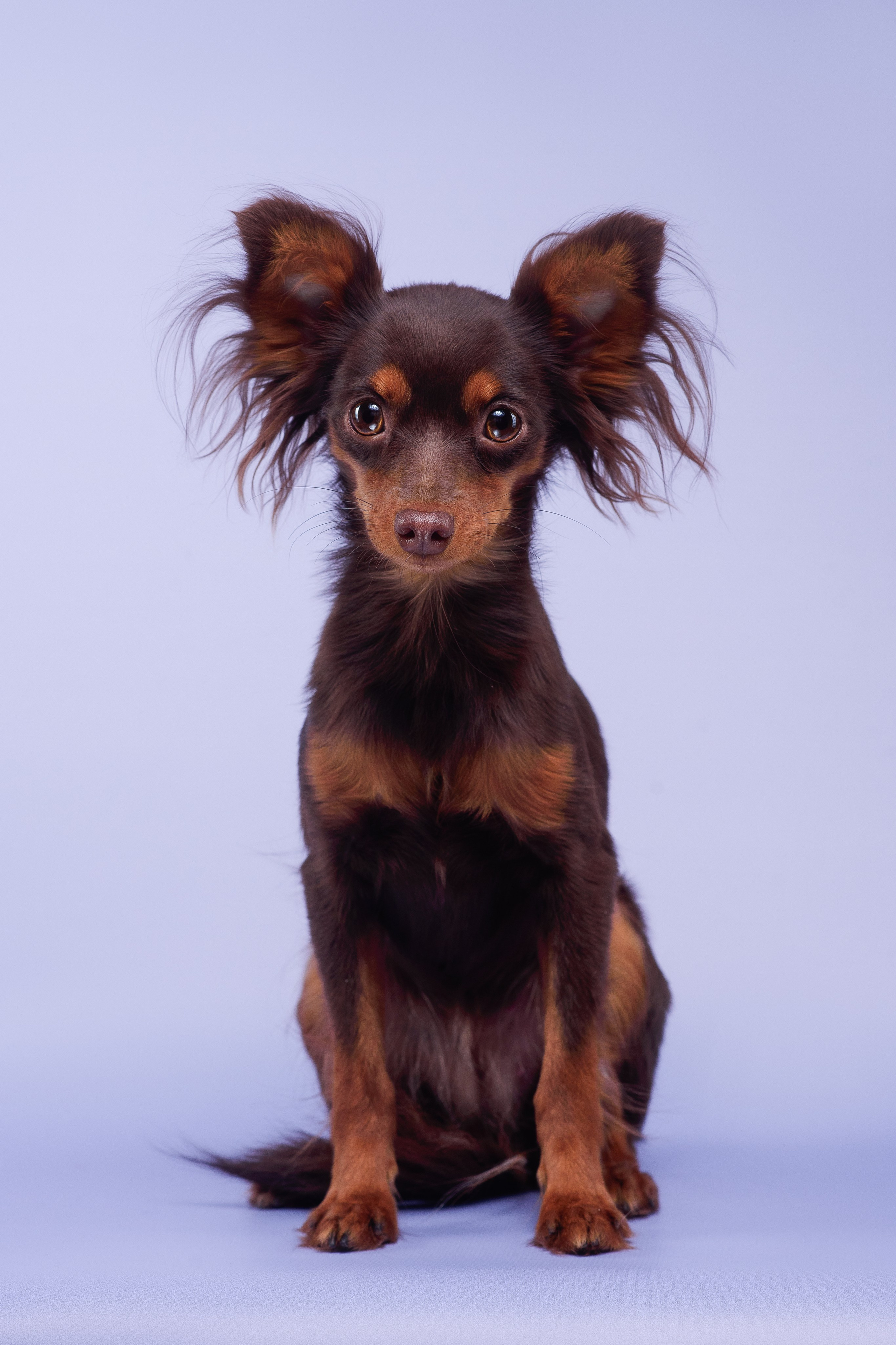 Пражские крысарики — 02.04.2025. Фотограф — Анималист | Анна Абрамова