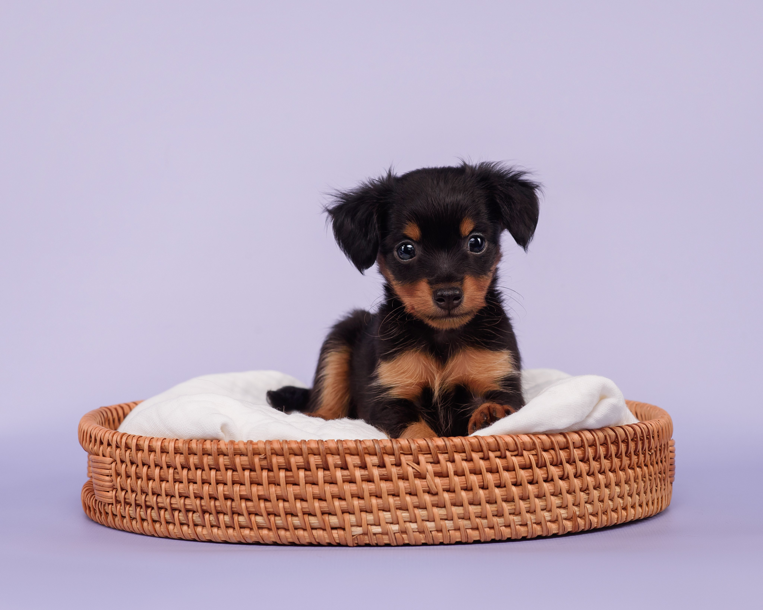 Малыши пражских крысариков — 30.07.2025. Фотограф — Анималист | Анна Абрамова