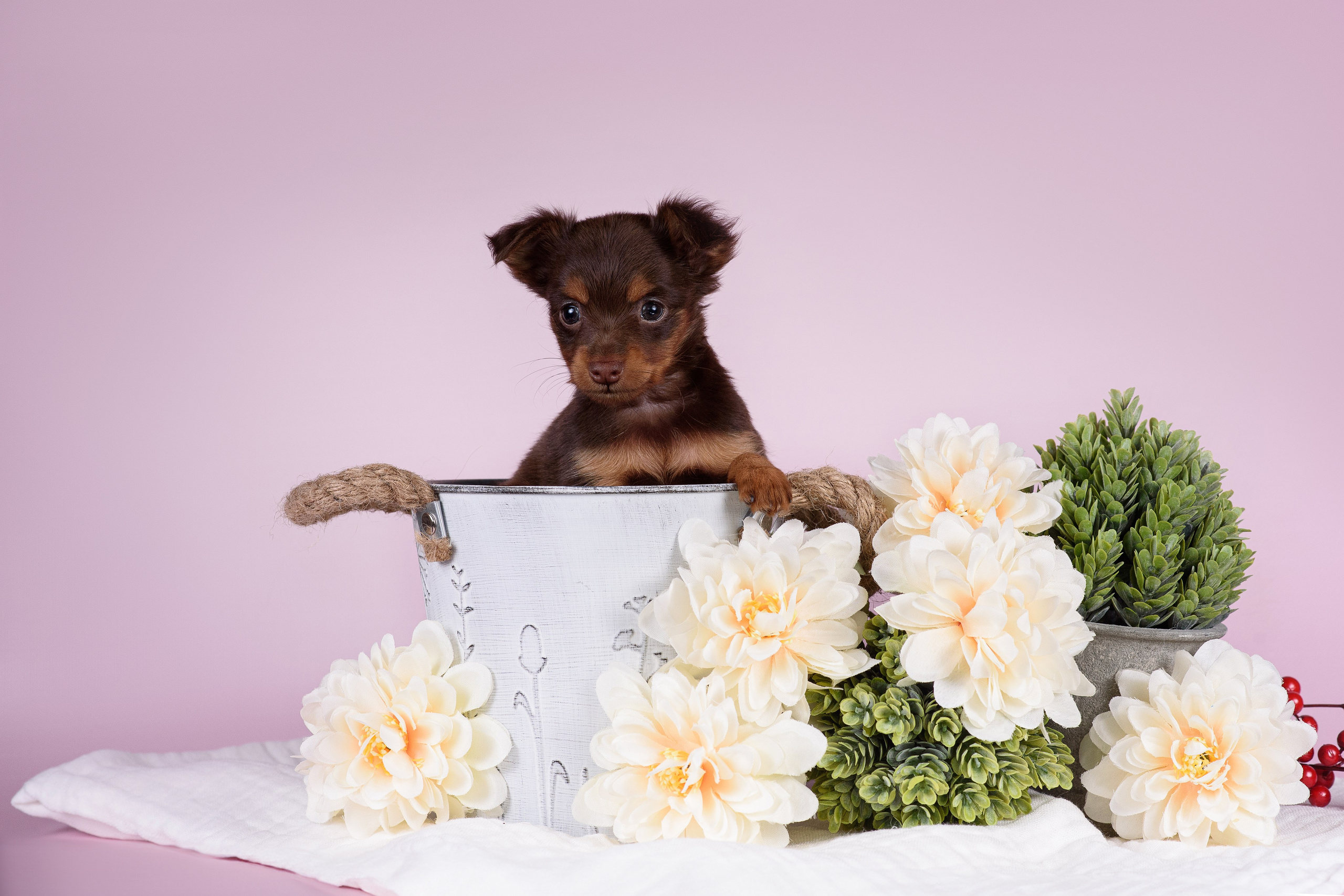 Щенки Пражских крысариков -13.04.2024. Фотограф — Анималист | Анна Абрамова