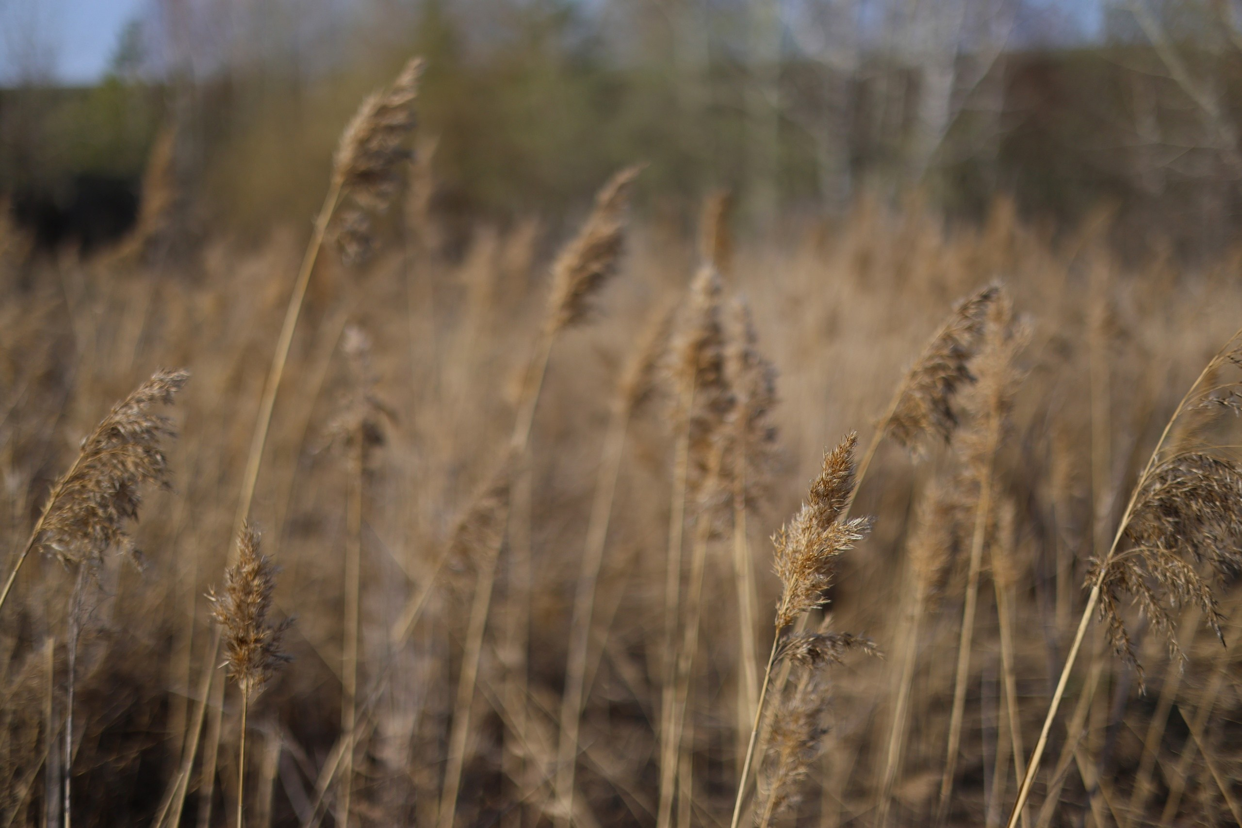Лесовой Андрей |ANDOSIA. Фотограф | Видеограф в Кургане, Тюмени и Челябинске