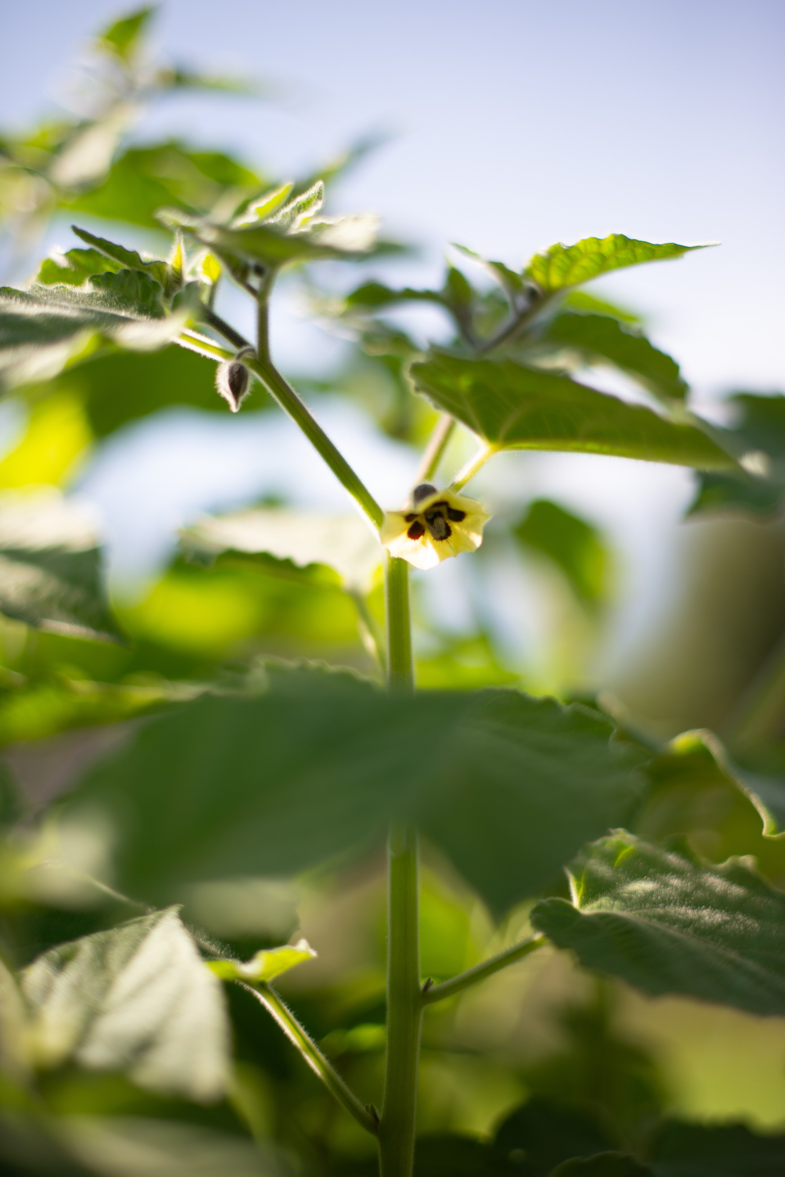 Цветы сада МГУ. Victoria Radjevna Репортажный Фотограф — Видеограф Москва • Санкт-Петербург