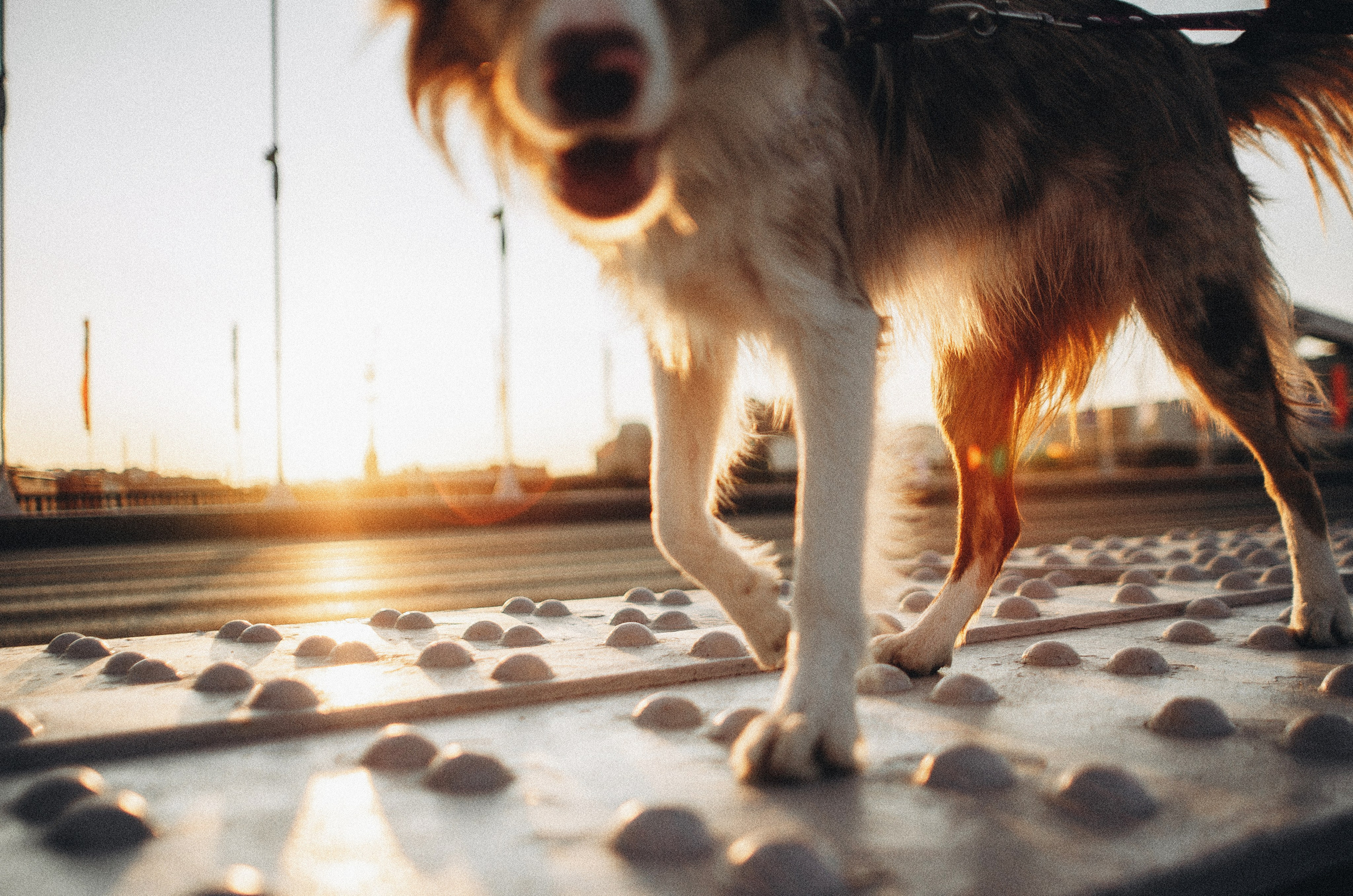 Аня и Дэймон. Фотограф-анималист Богданова Полина