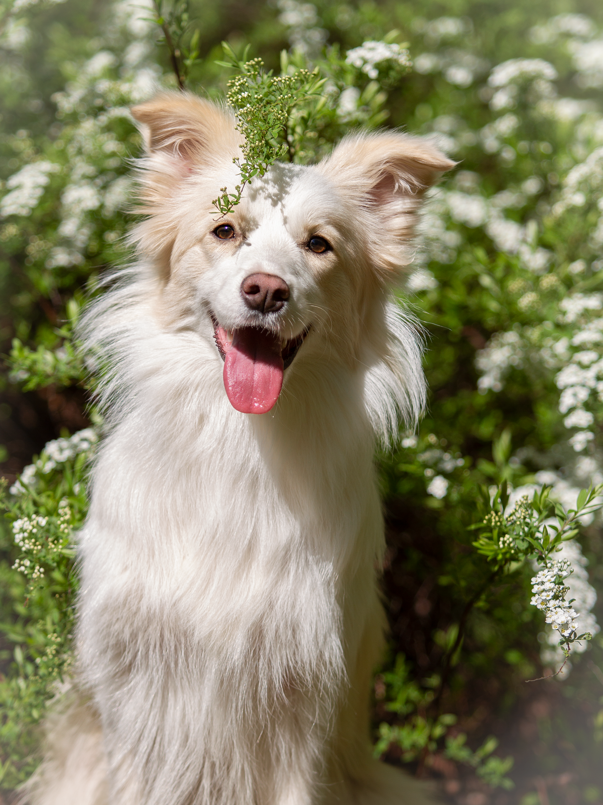 Собаки. Фотограф-анималист в Москве и МО Самойлова Марина