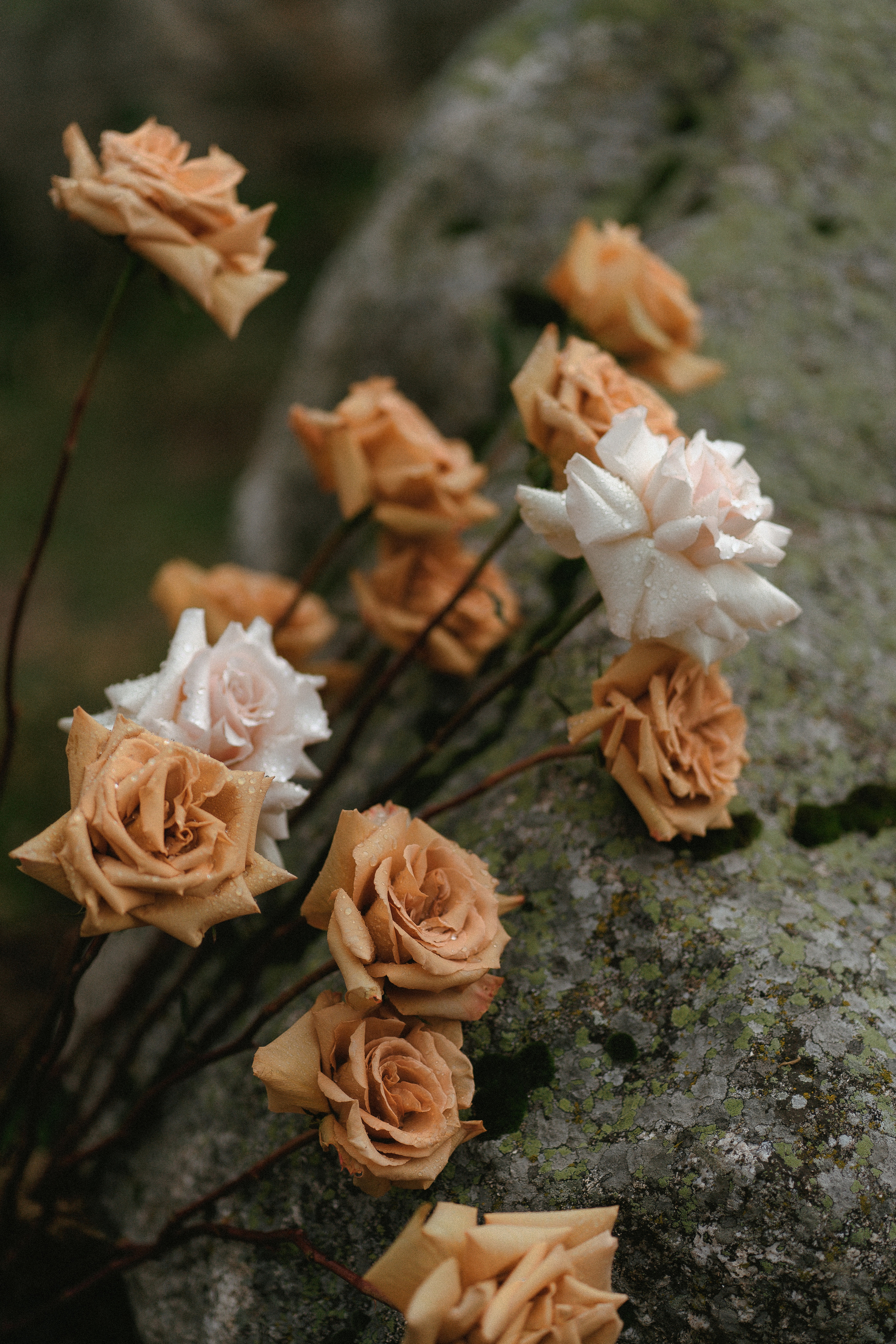 Свадебная церемония в Архызе. Создаю контент для бизнеса- Андрей Корниенко и упаковываю компании и экспертов в Краснодаре