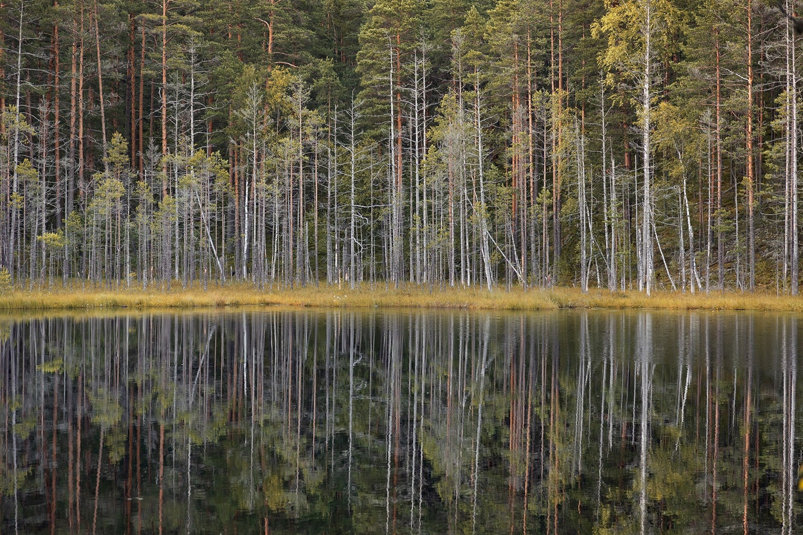 Карельский Перешеек. Фотограф Владимир Медведев