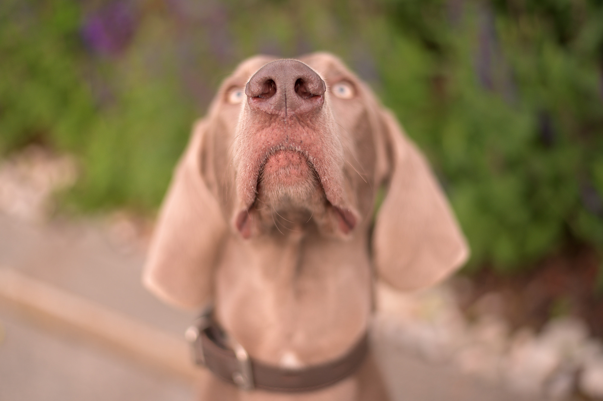 Индивидуальная съемка для Кристины и Швепса. Свадебный видеограф в Москве Никонова Анна