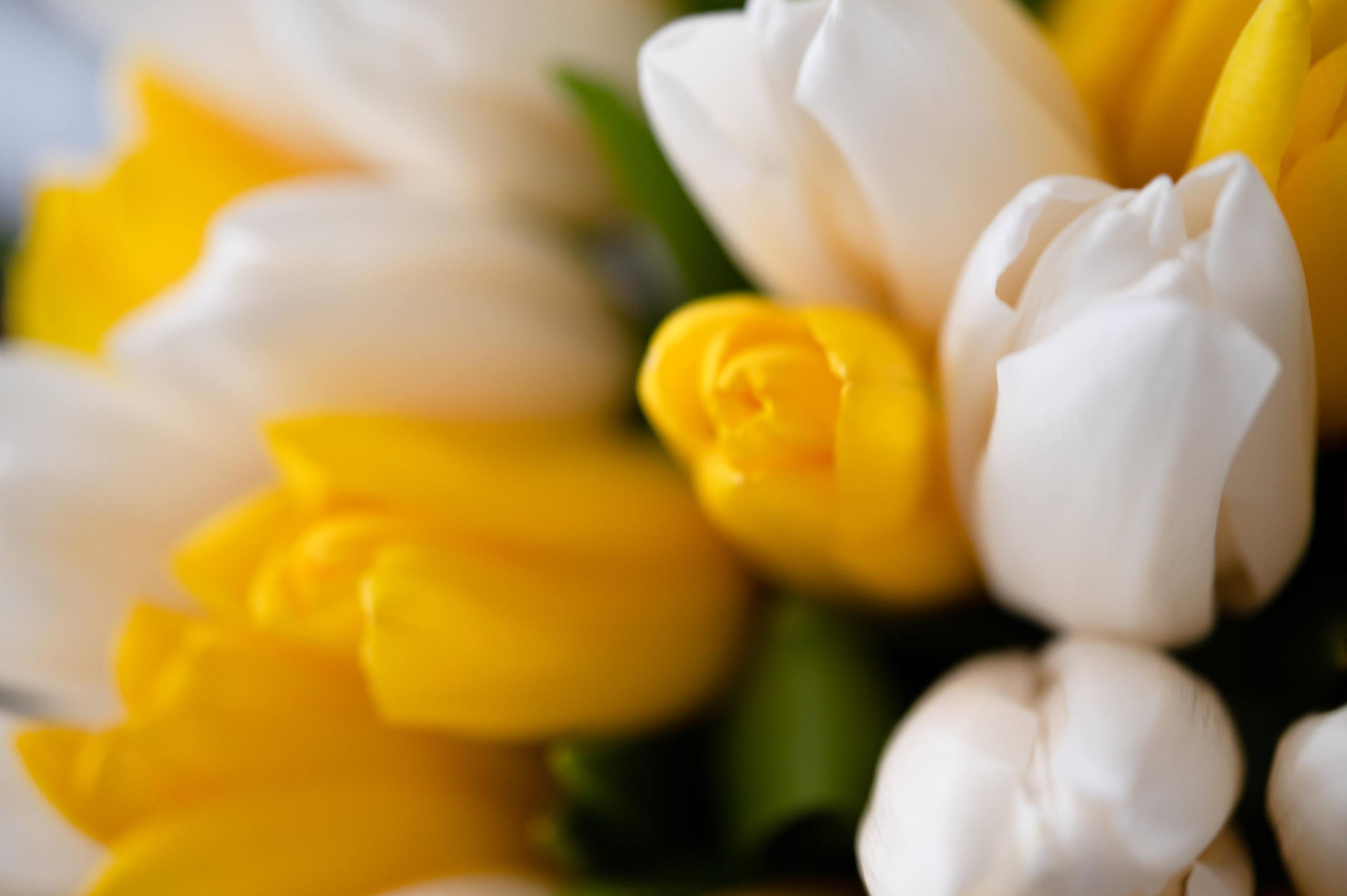 Свадьба Антона и Лизы. Свадебный видеограф в Москве Никонова Анна