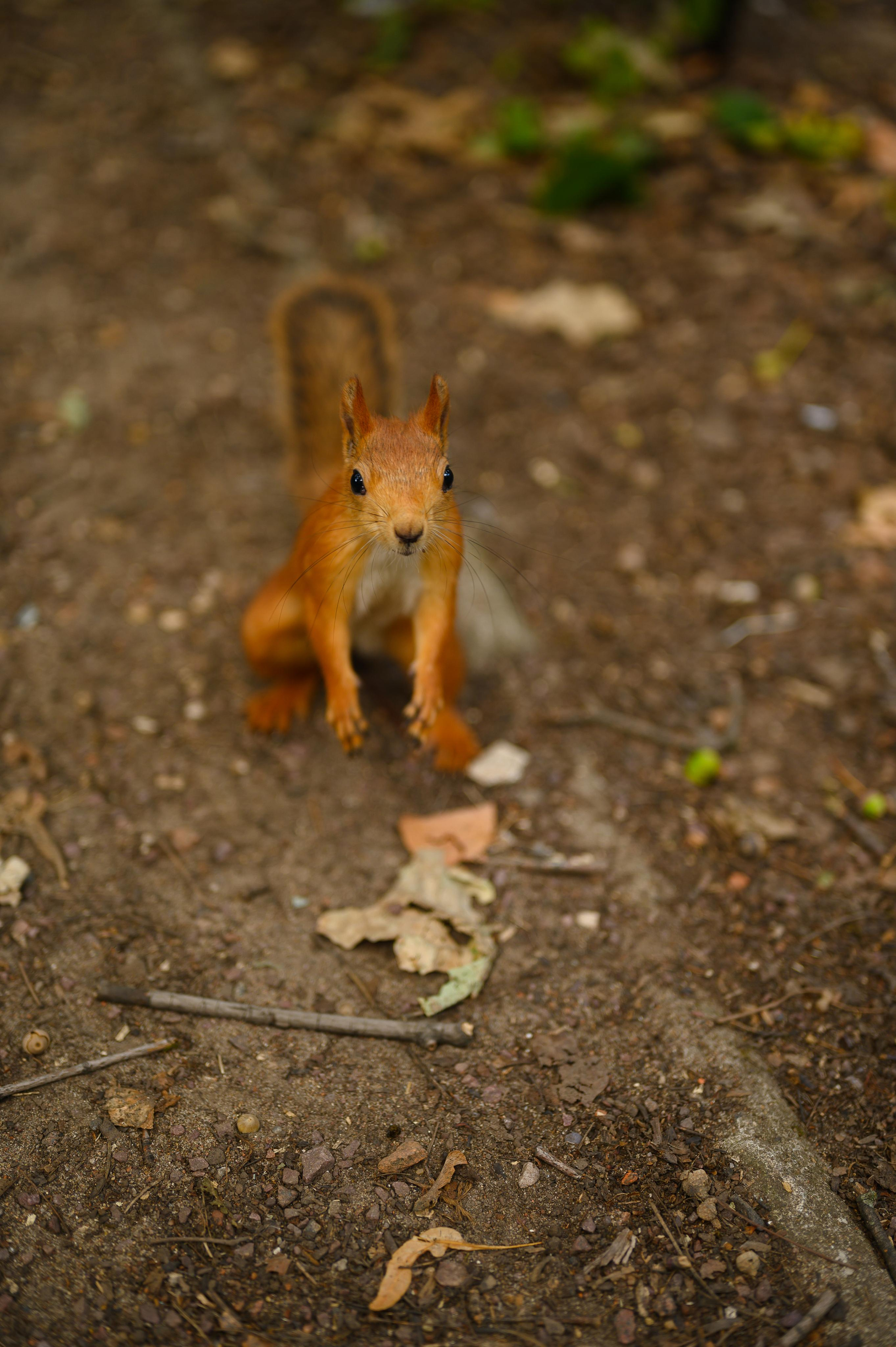 Love story. Свадебный видеограф в Москве Никонова Анна