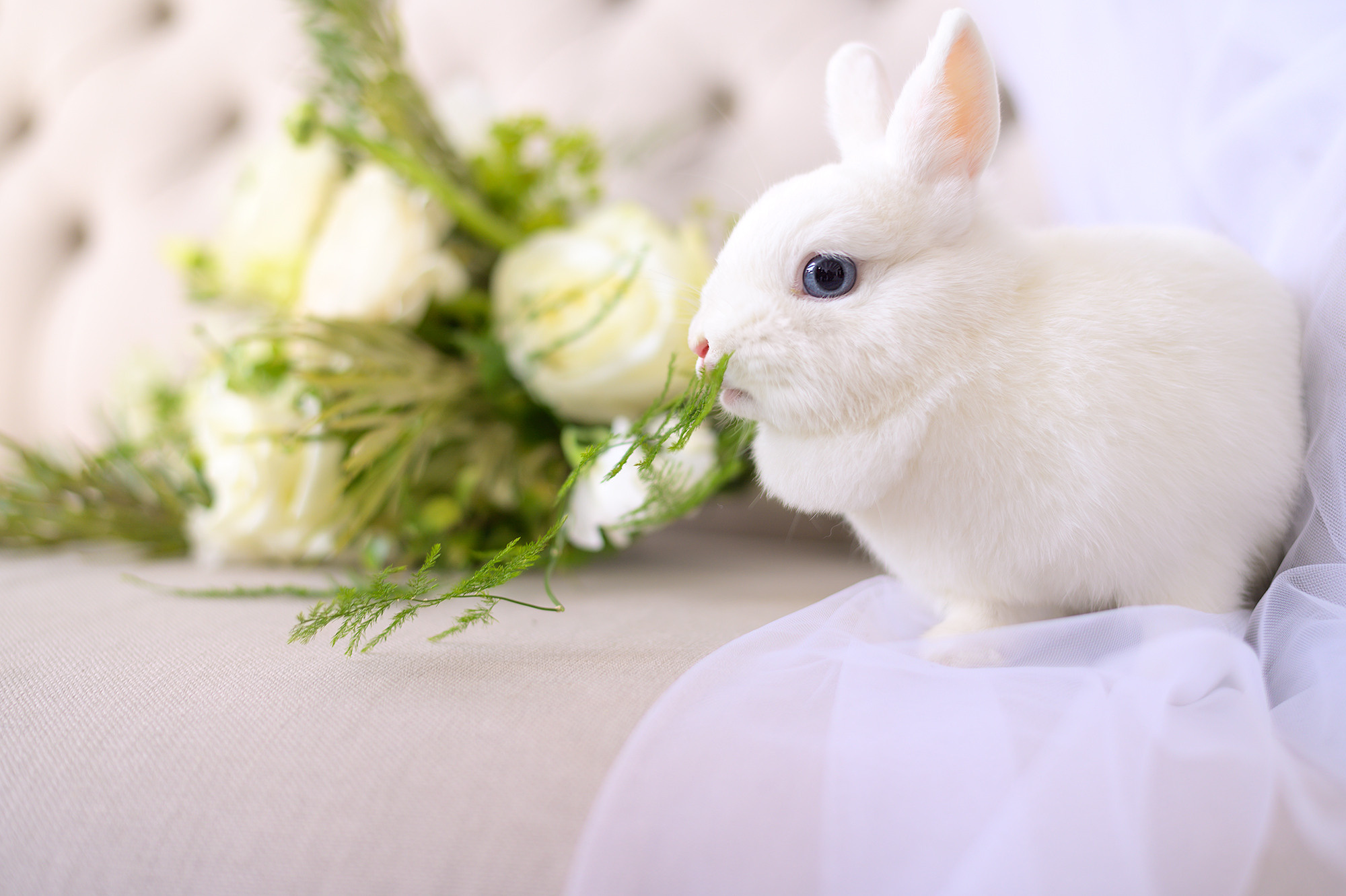 Свадьба Алексея и Лизы. Свадебный видеограф в Москве Никонова Анна