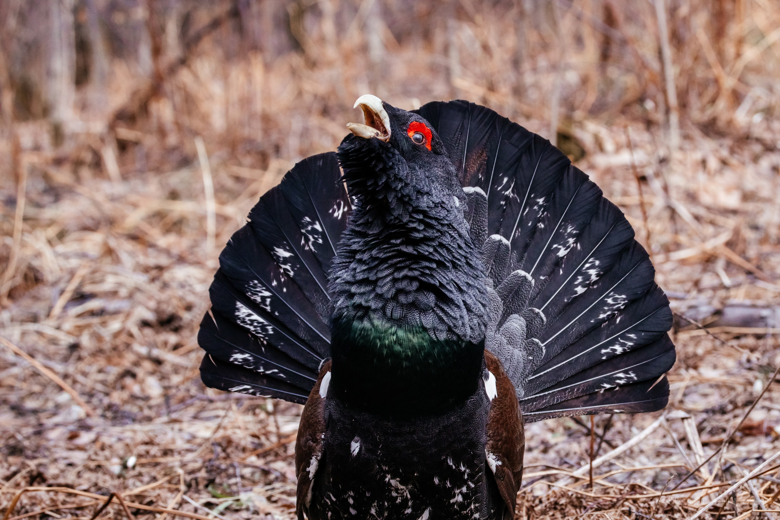 Глухарь. Фотограф в Красноярске Оксана Корчагина