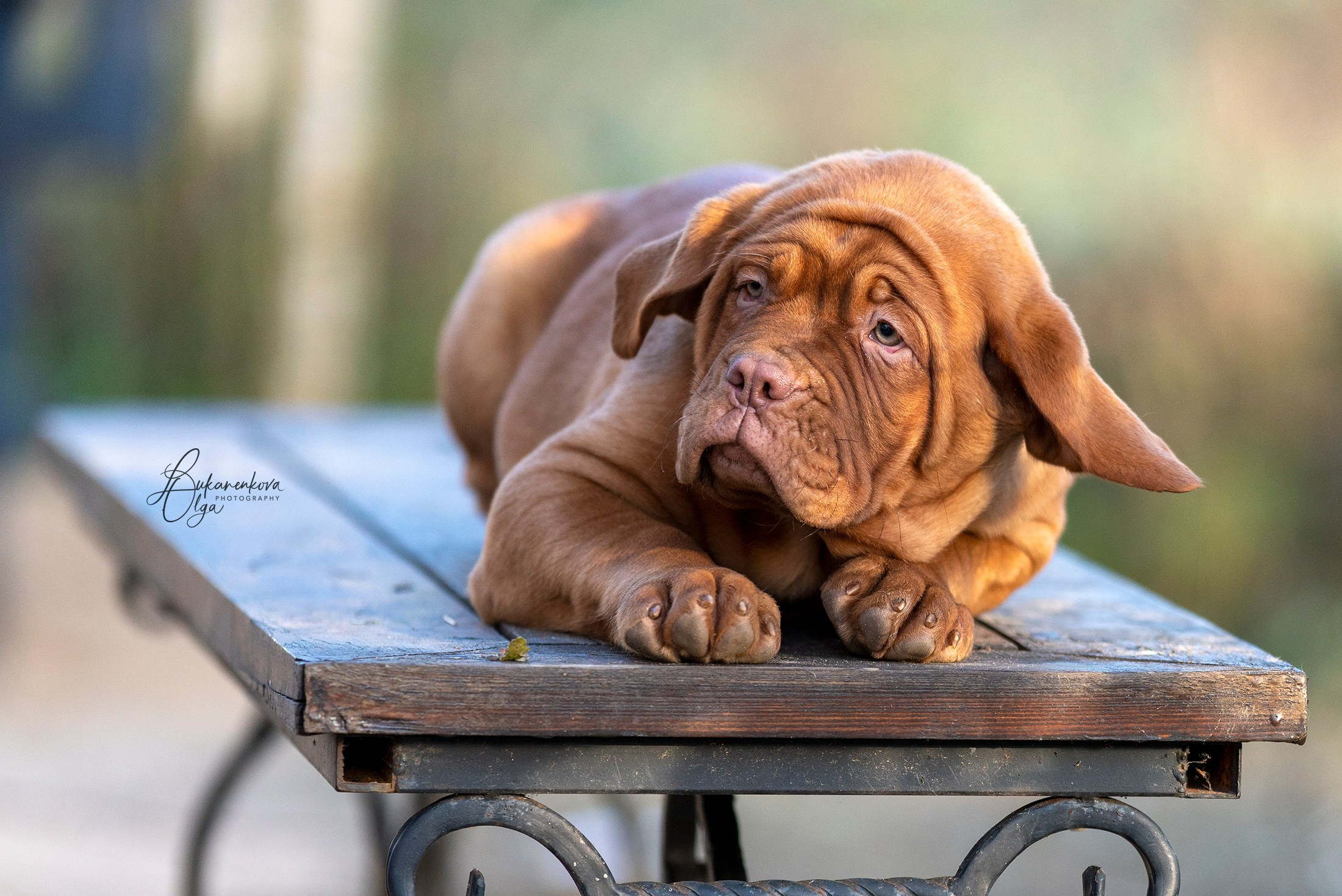 Боррдосы. Фотограф анималист Ольга Луканенкова в Москве