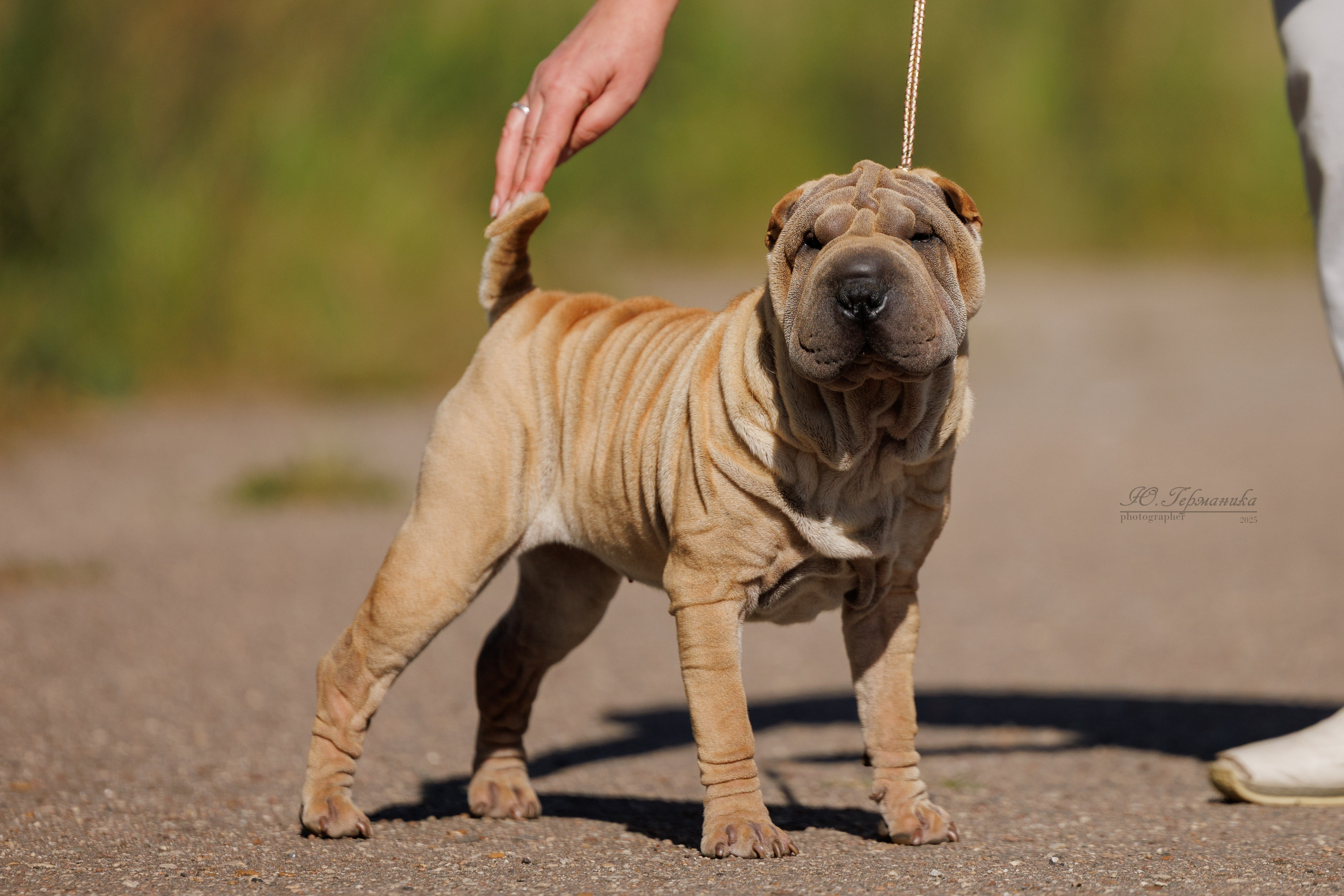 Зеленоград 13.09.2025. Фотограф-анималист Юлия Германика