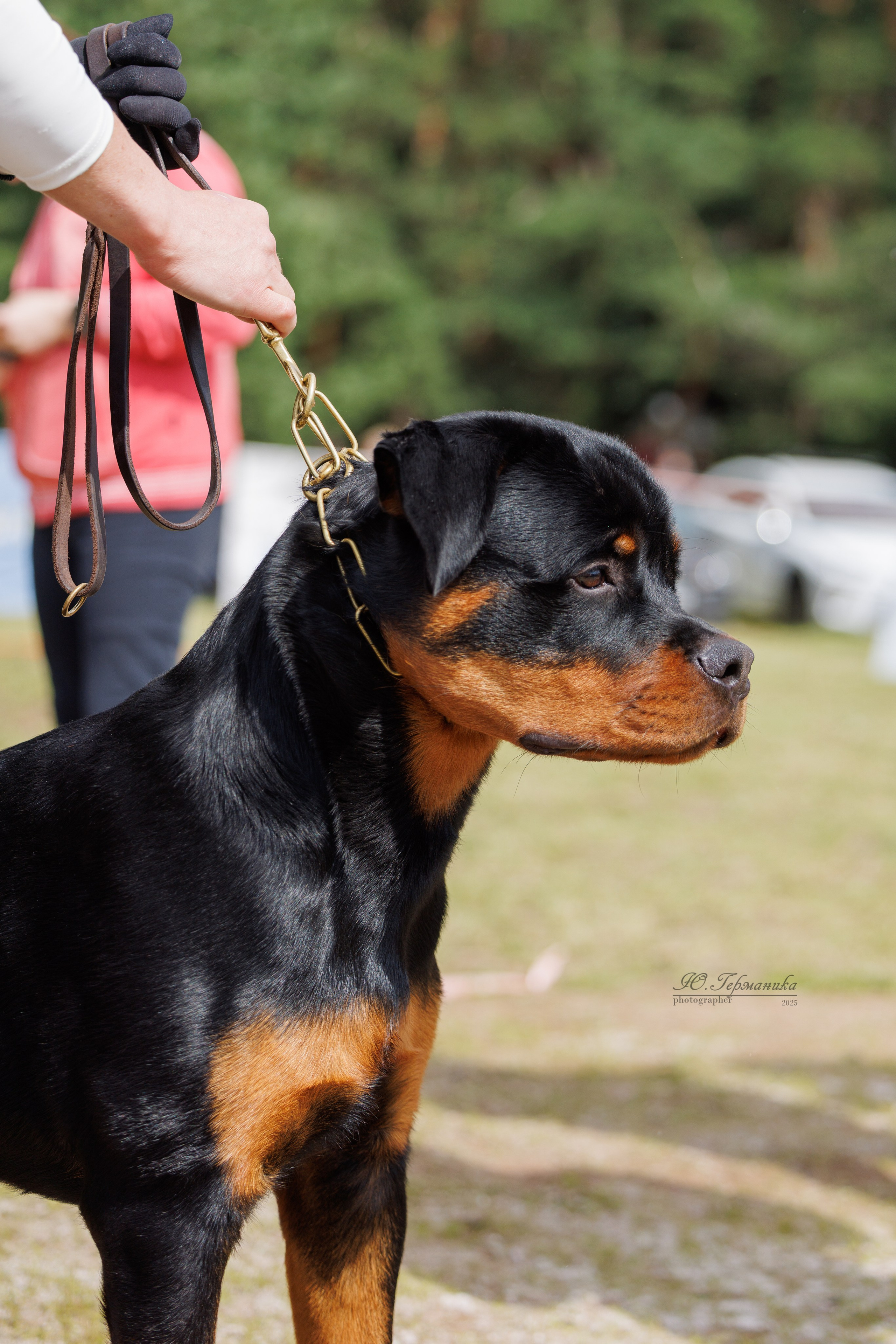 Тверь ротвейлеры 5-6.07.2025. Фотограф-анималист Юлия Германика