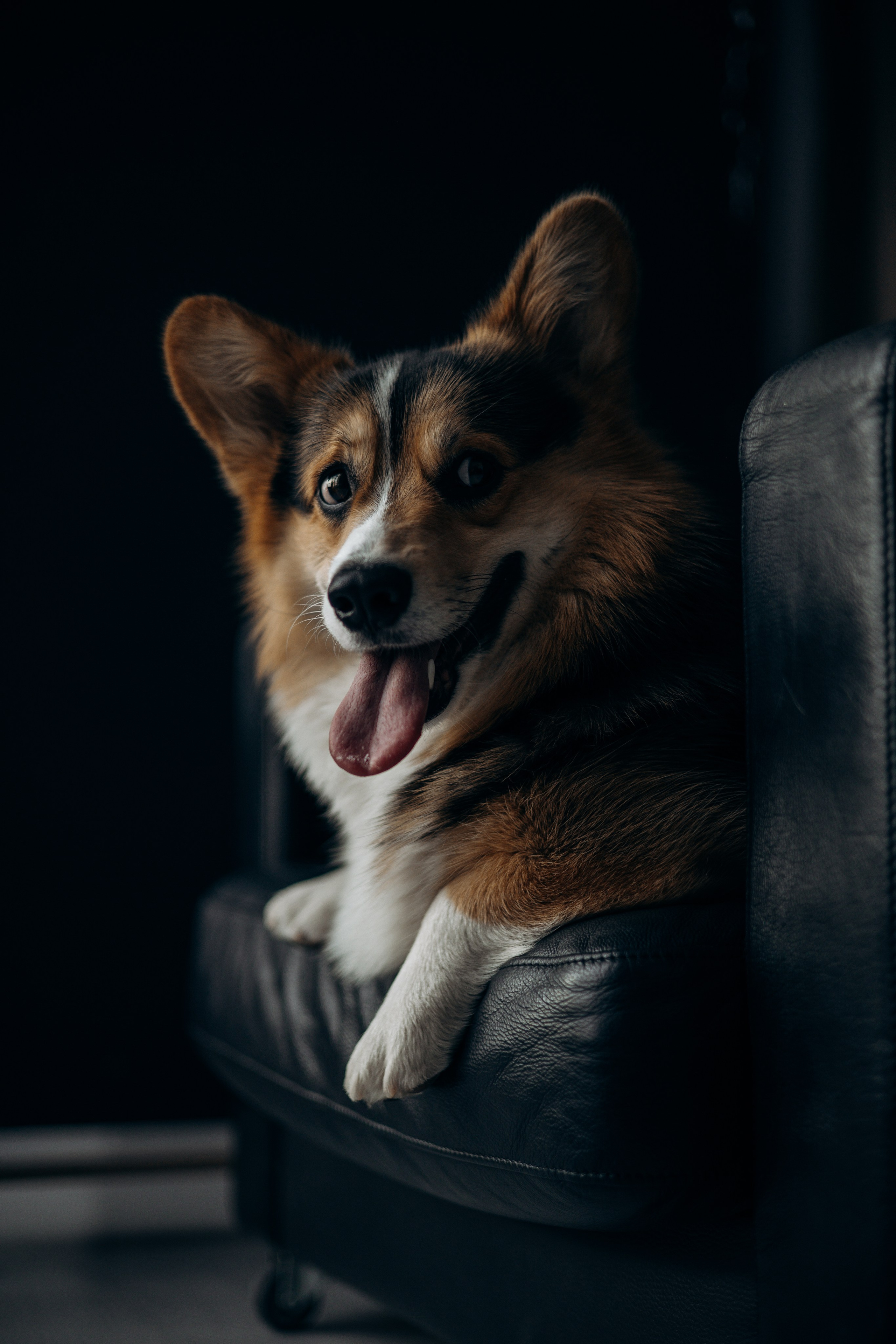 Анастасия и Коржик. Фотограф животных Евгения Верцинская
