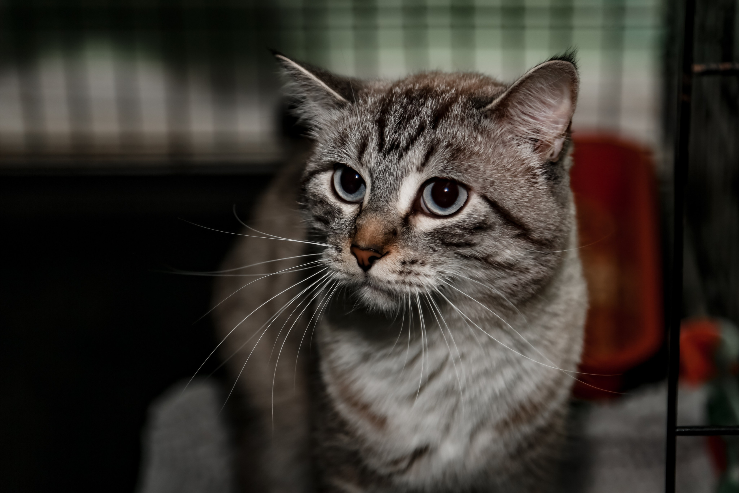 Приют Кошкин Дом Филимоша. Ваш фотограф в Оренбурге Рощупкина Екатерина