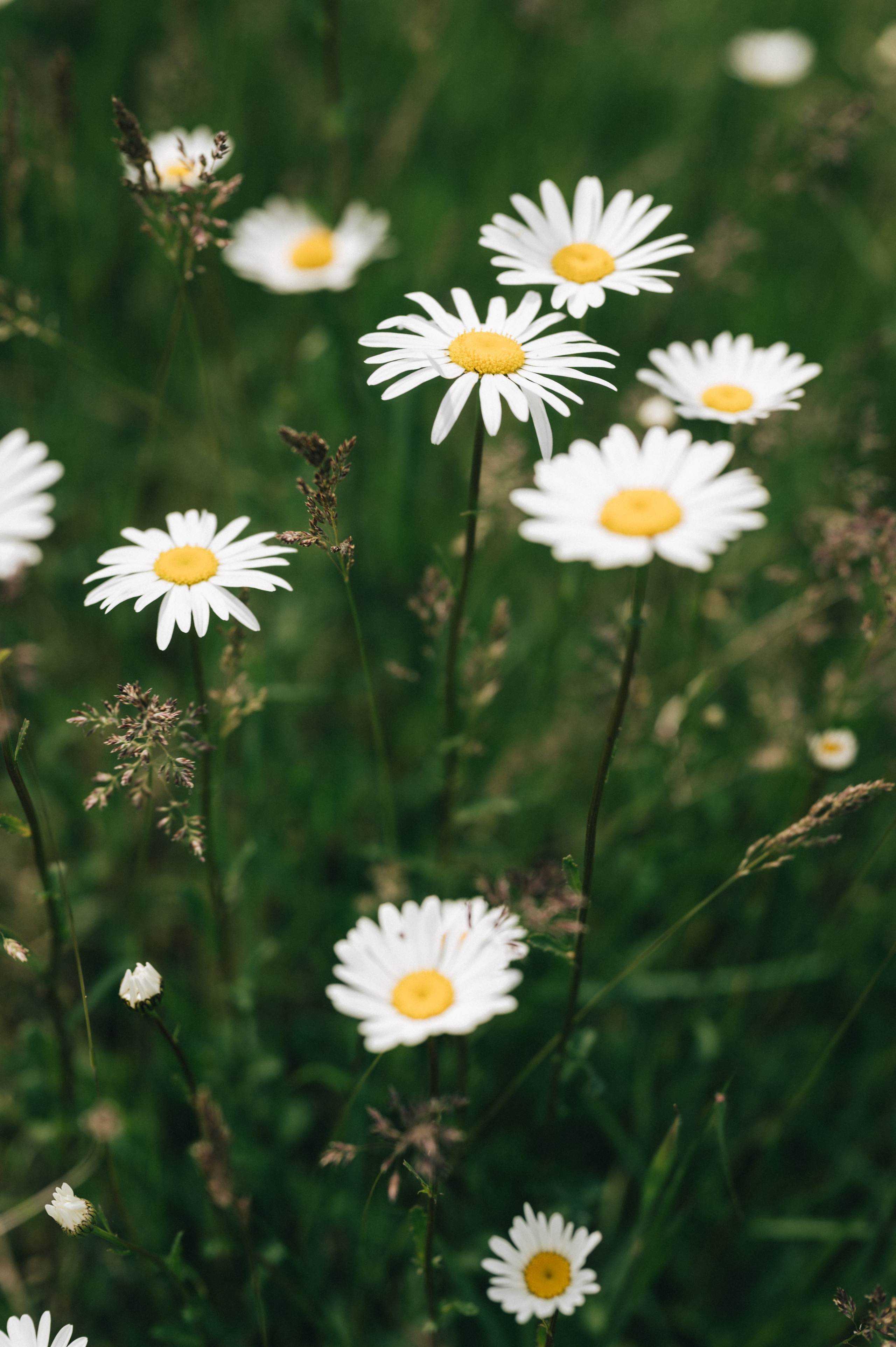Анастасия. Мария Кобзева, фотограф в Ялте, Крым