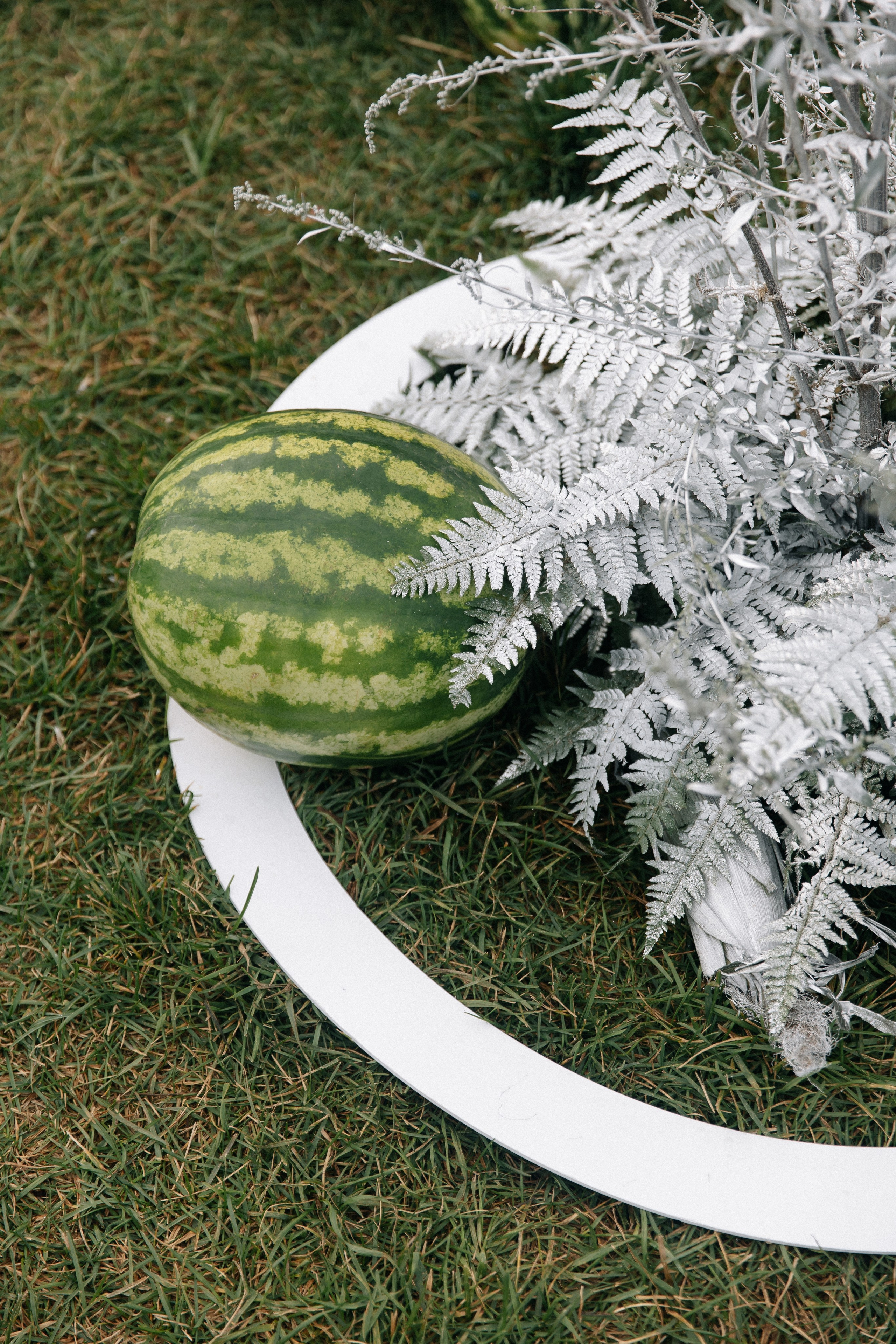 Дыня или арбуз?. Свадебный фотограф Алина Хабарова