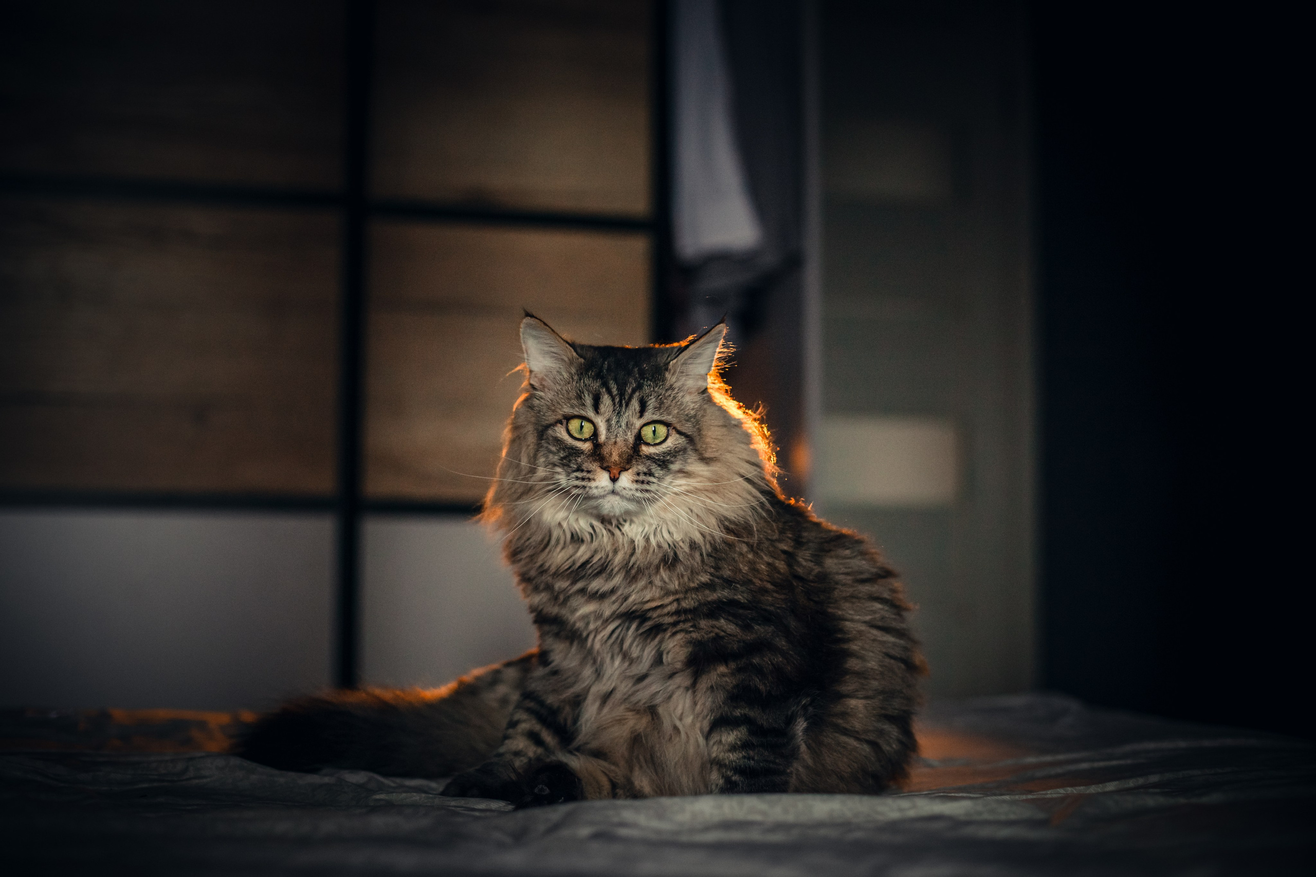 Фотограф-анималист Татьяна Степанова