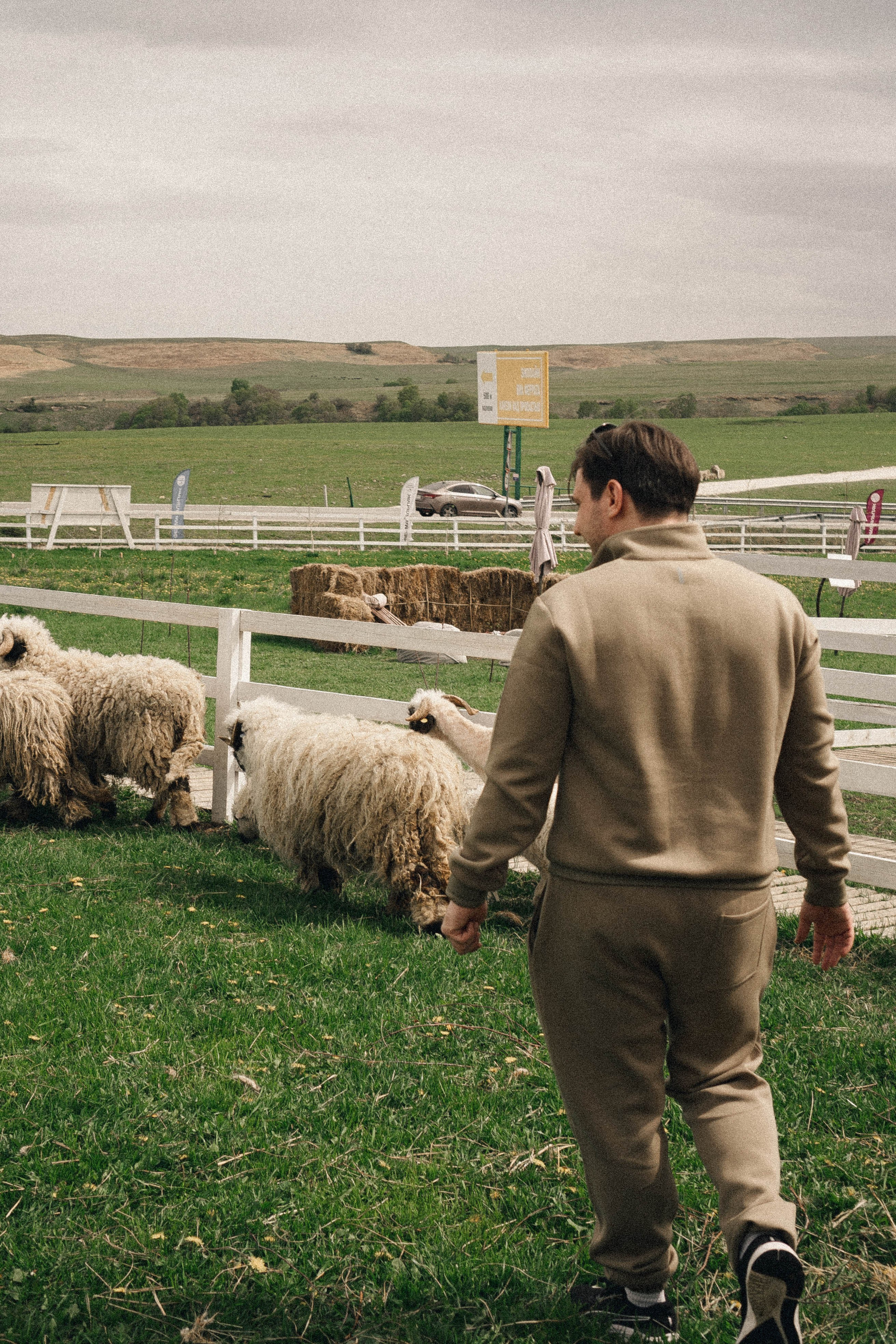 Ферма Альпак. Профессиональный фотограф, Санкт-Петербург — Виктория Богомолова