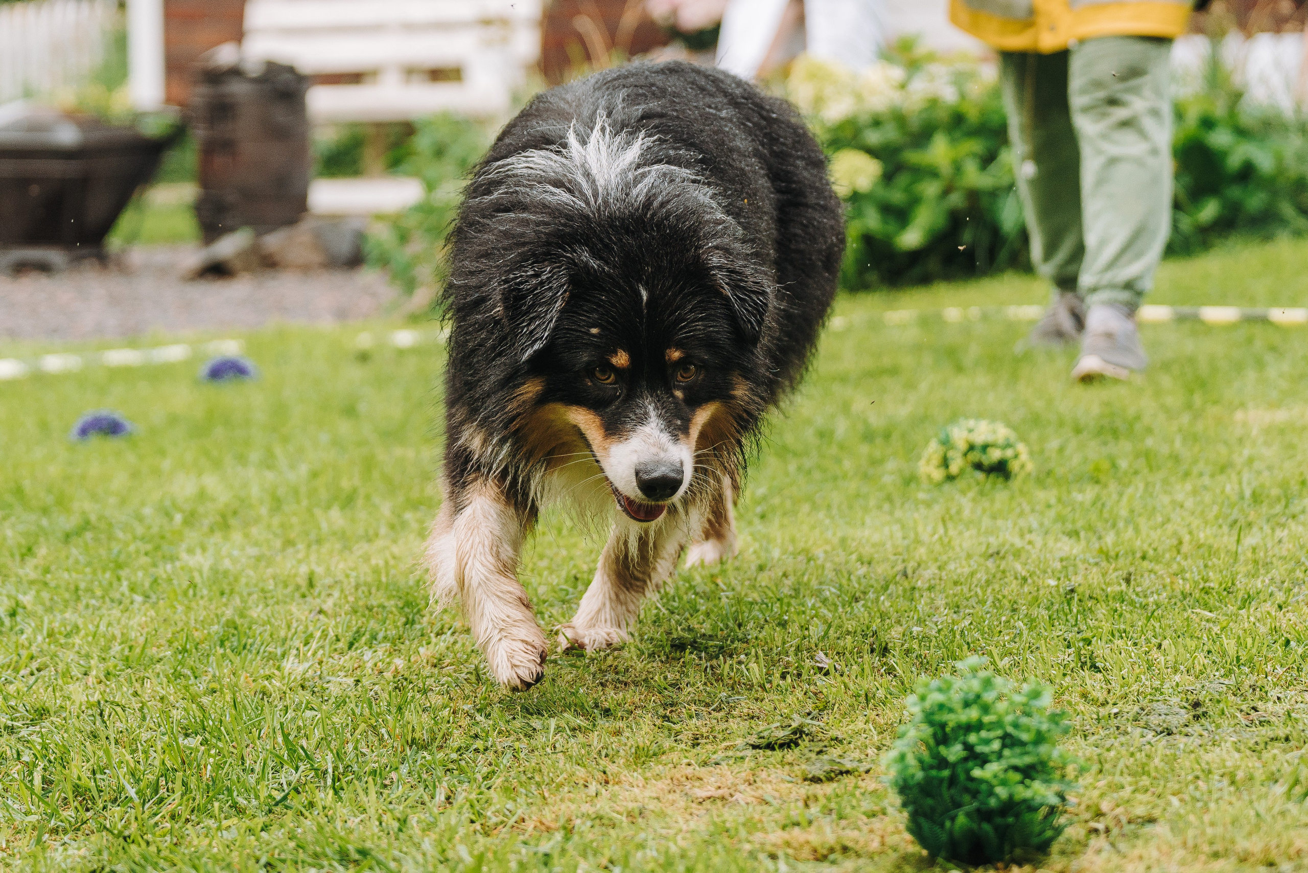 Соревнования по ноузворку в Новожилово. Фотограф анималист в Спб недорого Олеся Майорова