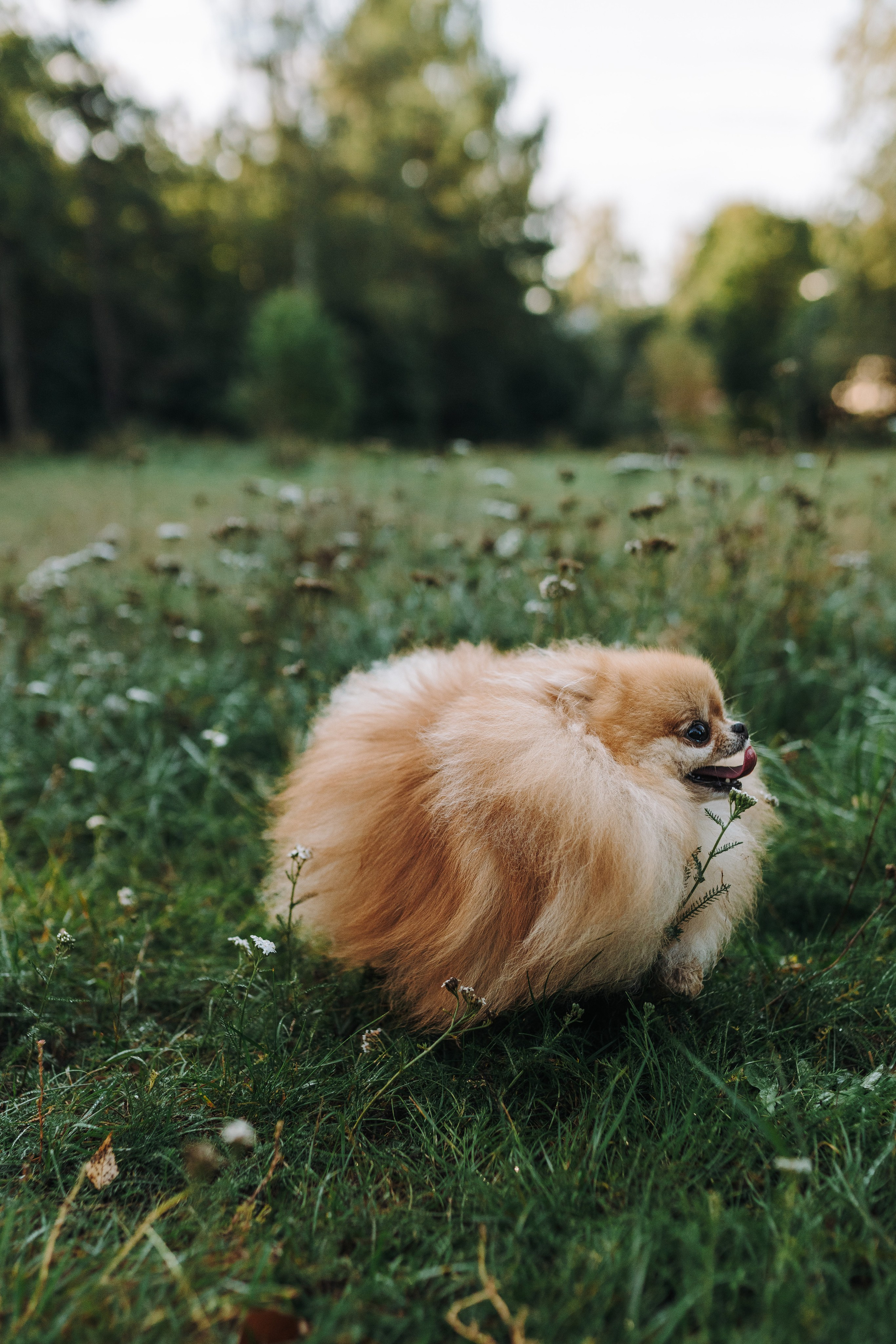 Наталья и Софа. Фотограф анималист в Спб недорого Олеся Майорова