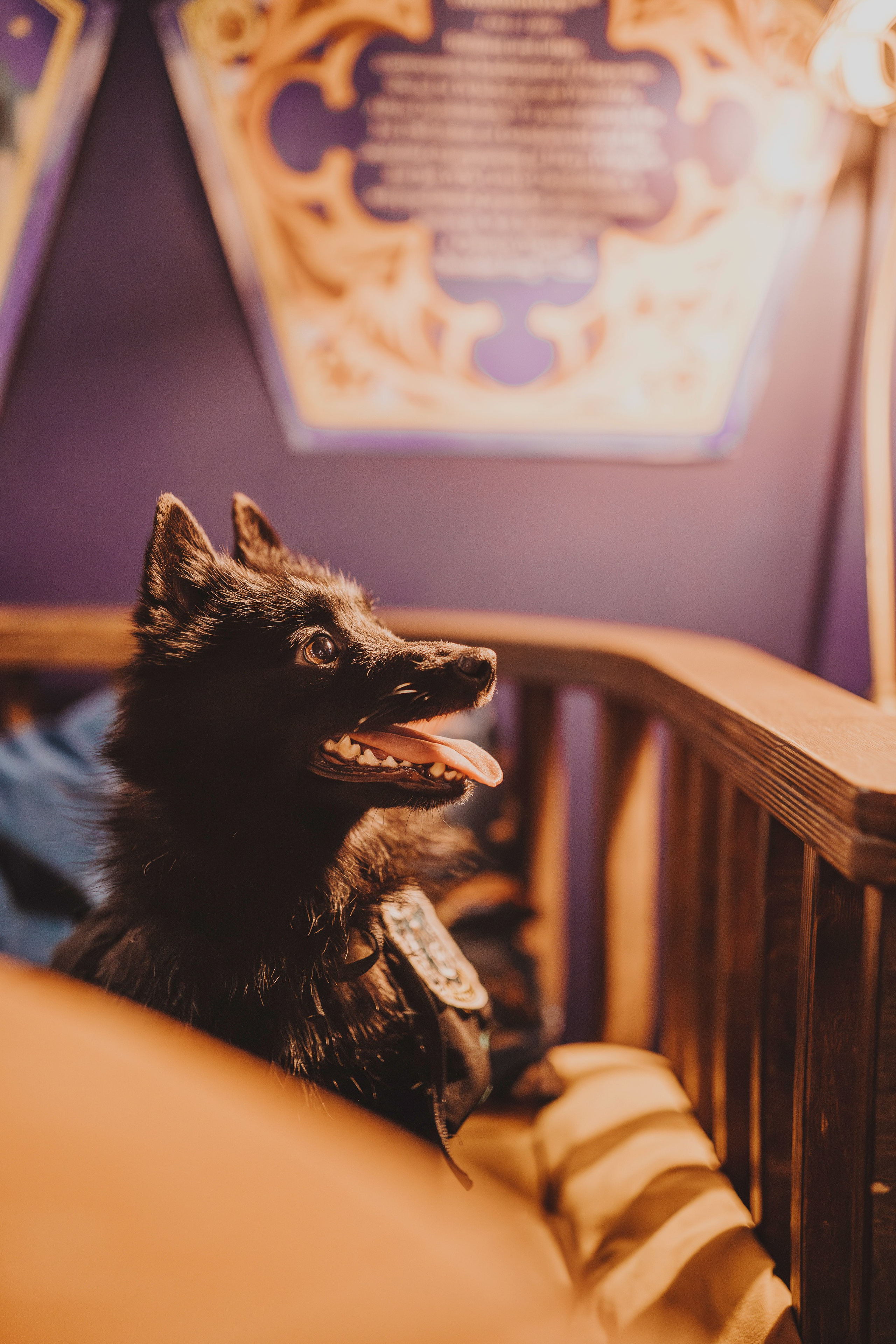 Аня, Андуин и Тесс. Фотограф анималист в Спб недорого Олеся Майорова