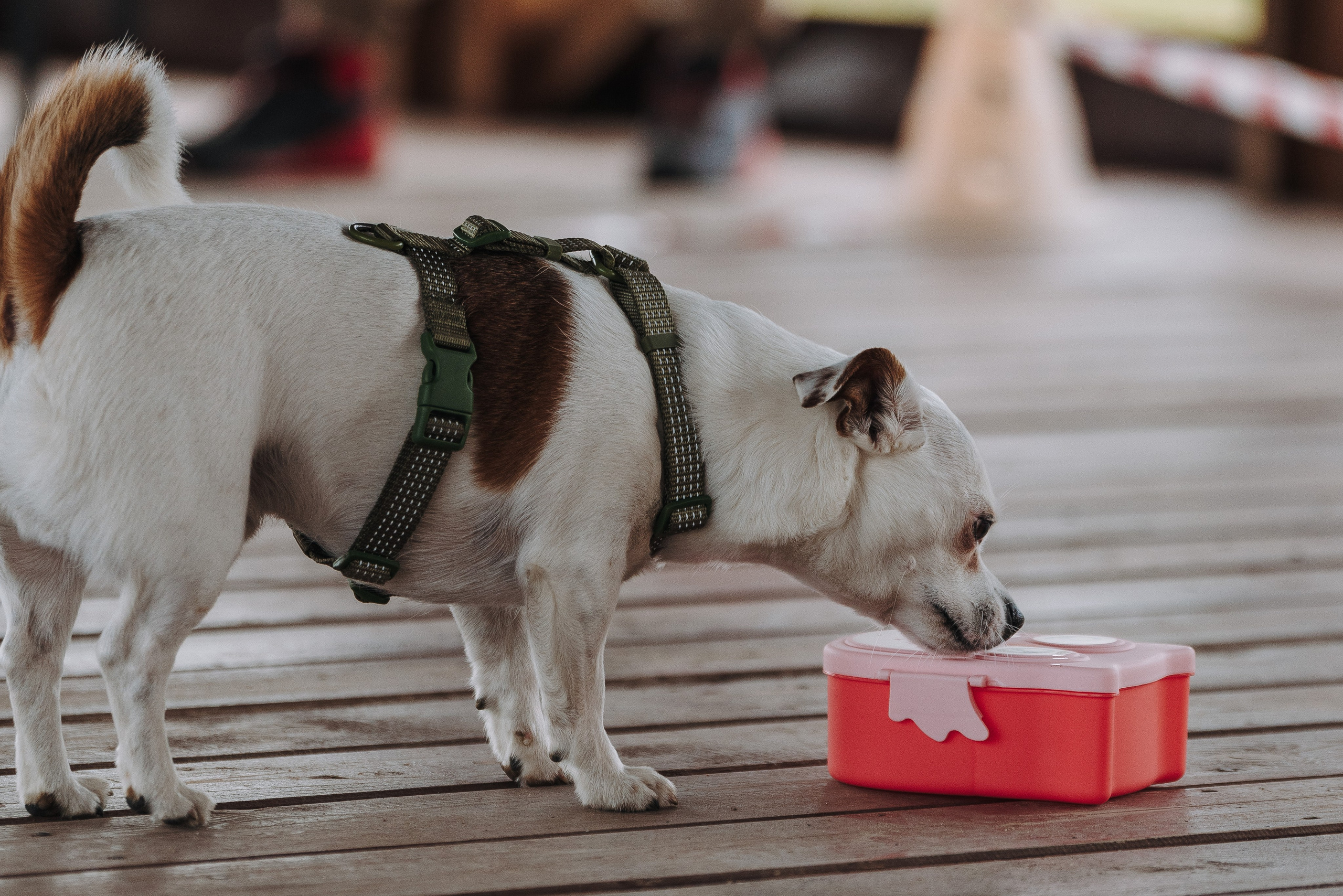 Соревнования по ноузворку в Лосево. Фотограф анималист в Спб недорого Олеся Майорова